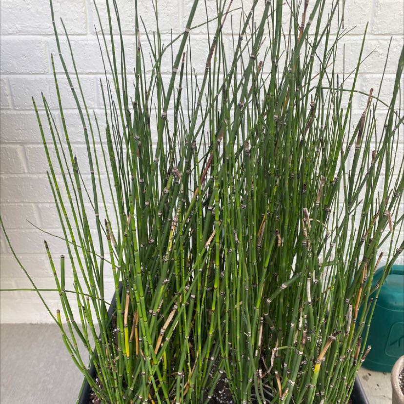 Plant care for Holcus rigidus on Greg, the plant care app