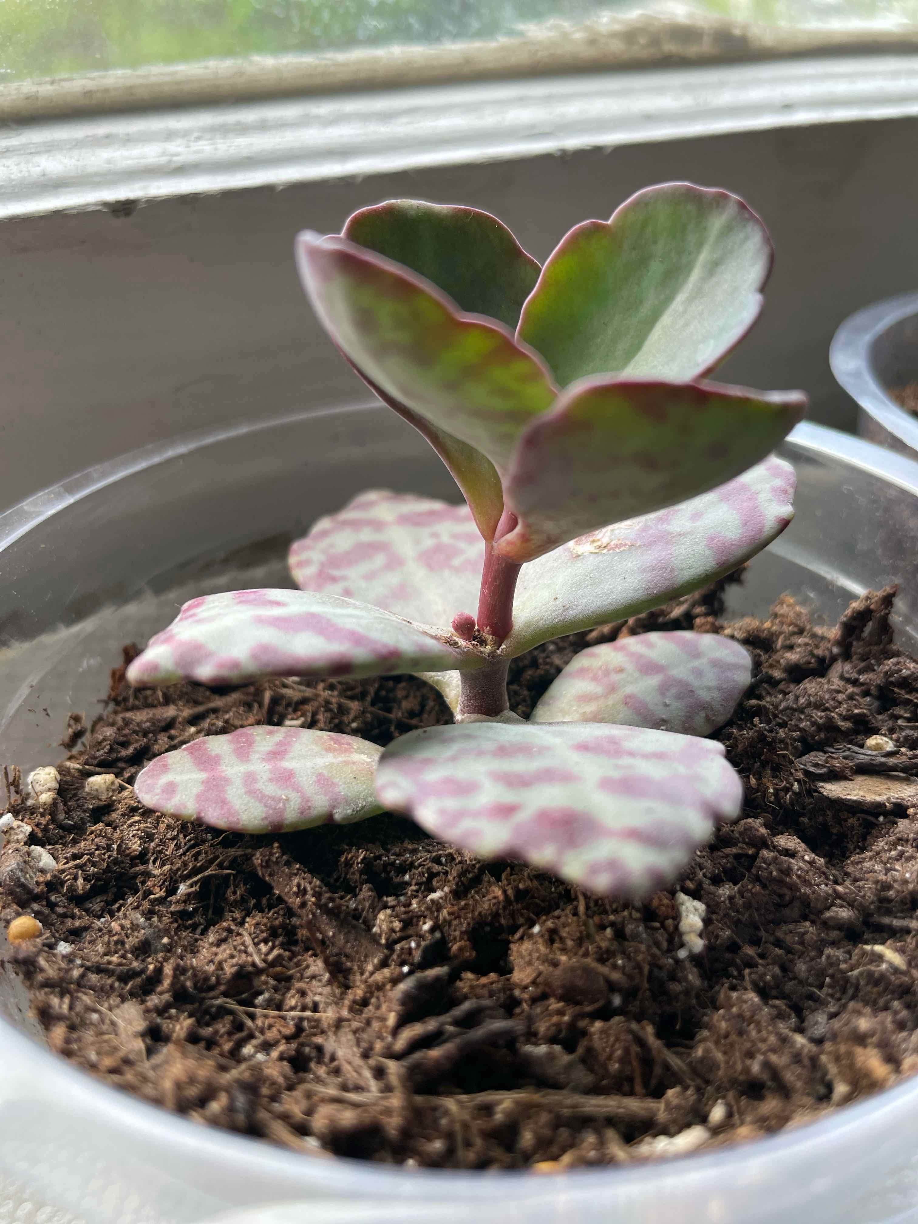 Why Are There Brown Spots on My Kalanchoe humilis Leaves?