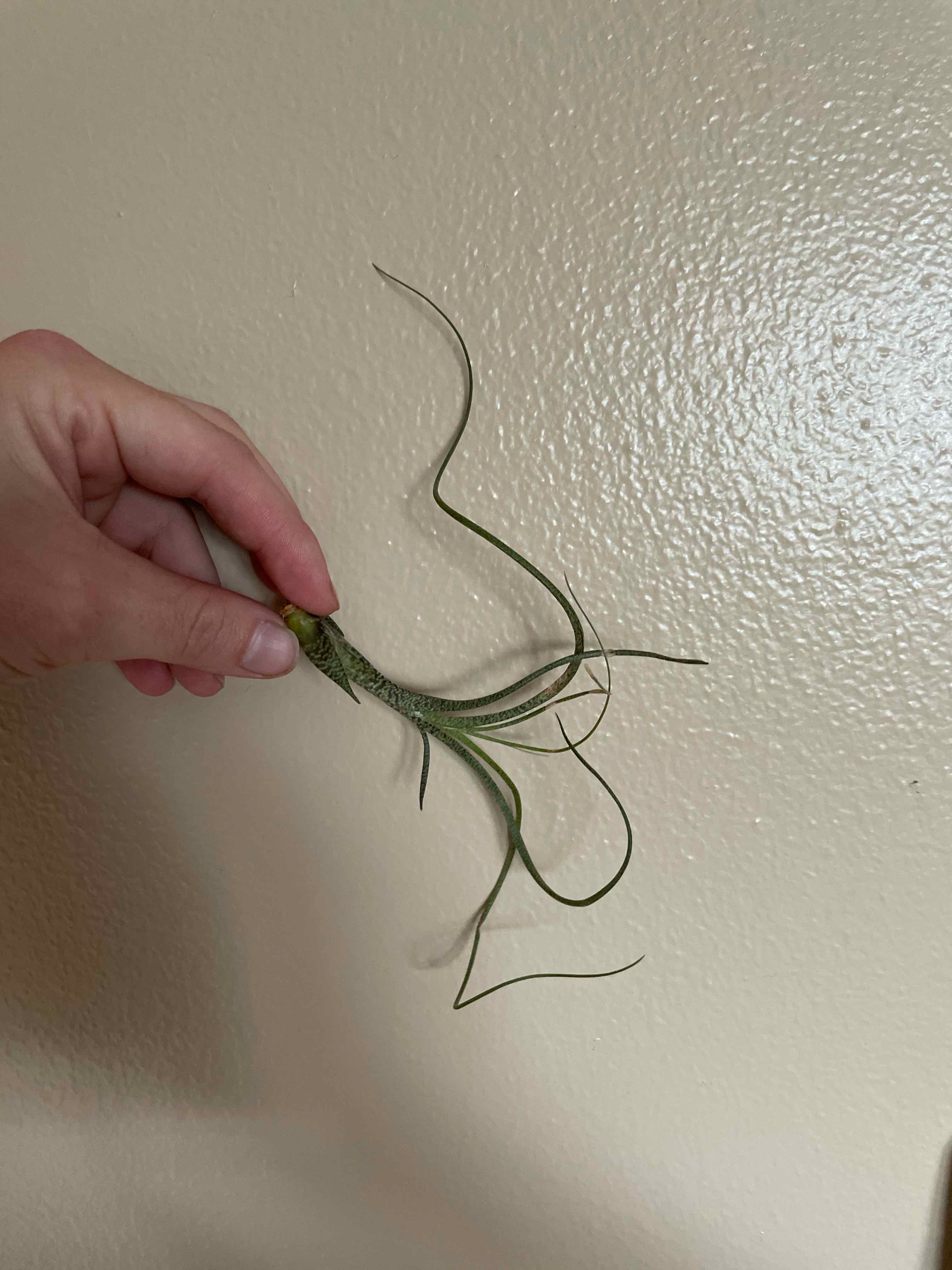 Why Are There Brown Spots on My Tillandsia butzii?