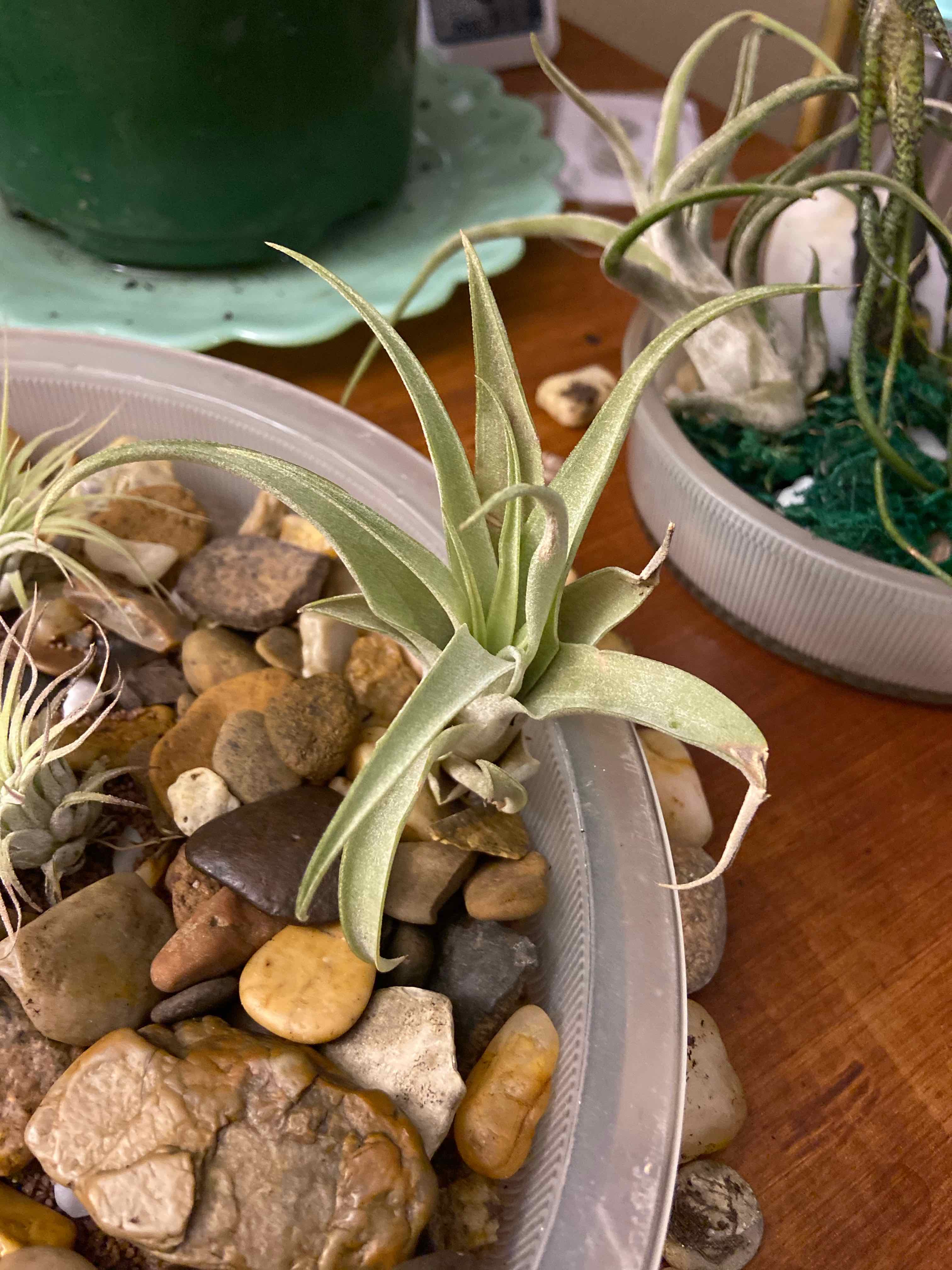 Tillandsia harrisii plant in a container with rocks, another plant and a green pot in the background.