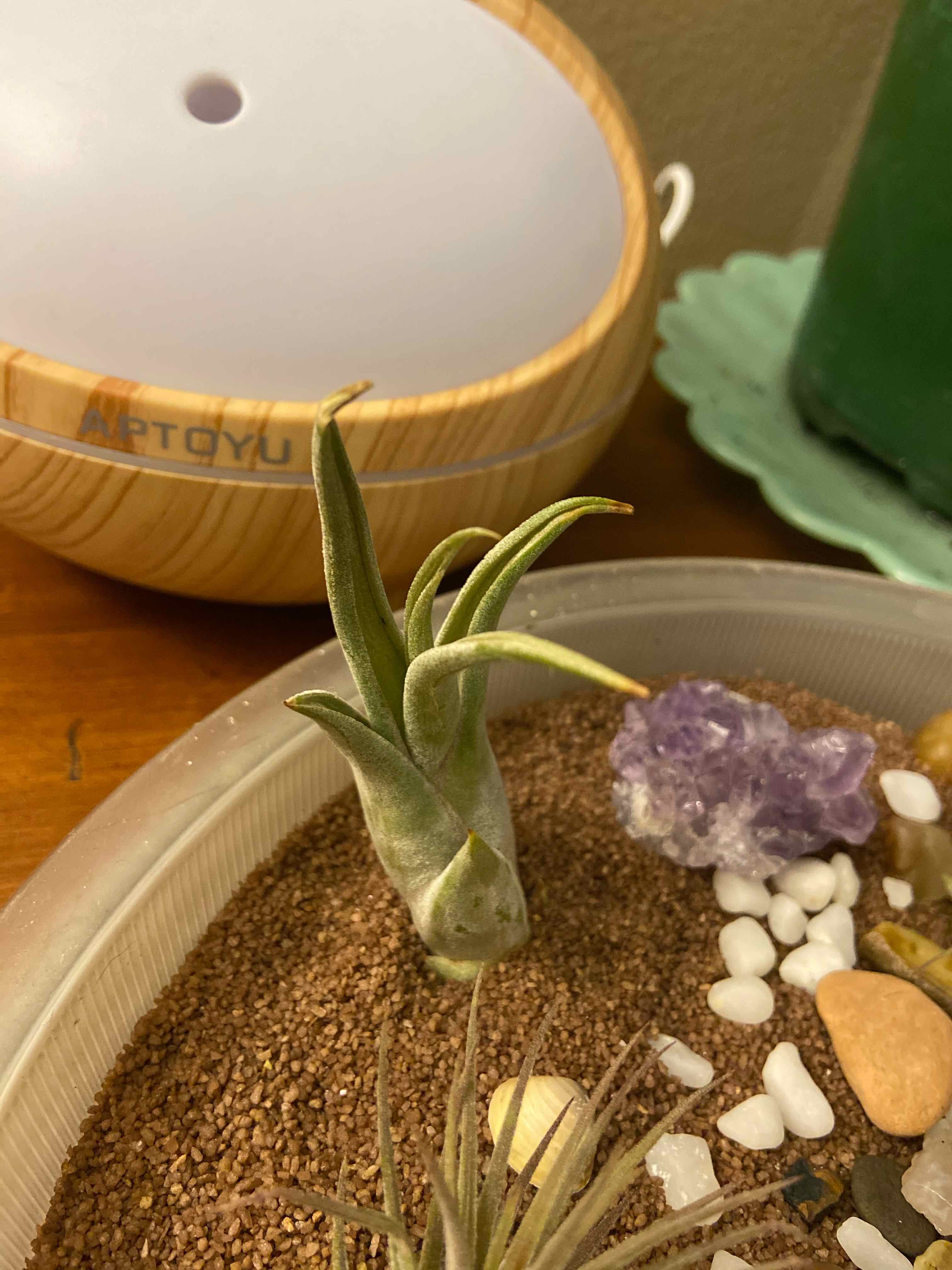 Tillandsia harrisii plant in a container with soil and decorative stones.
