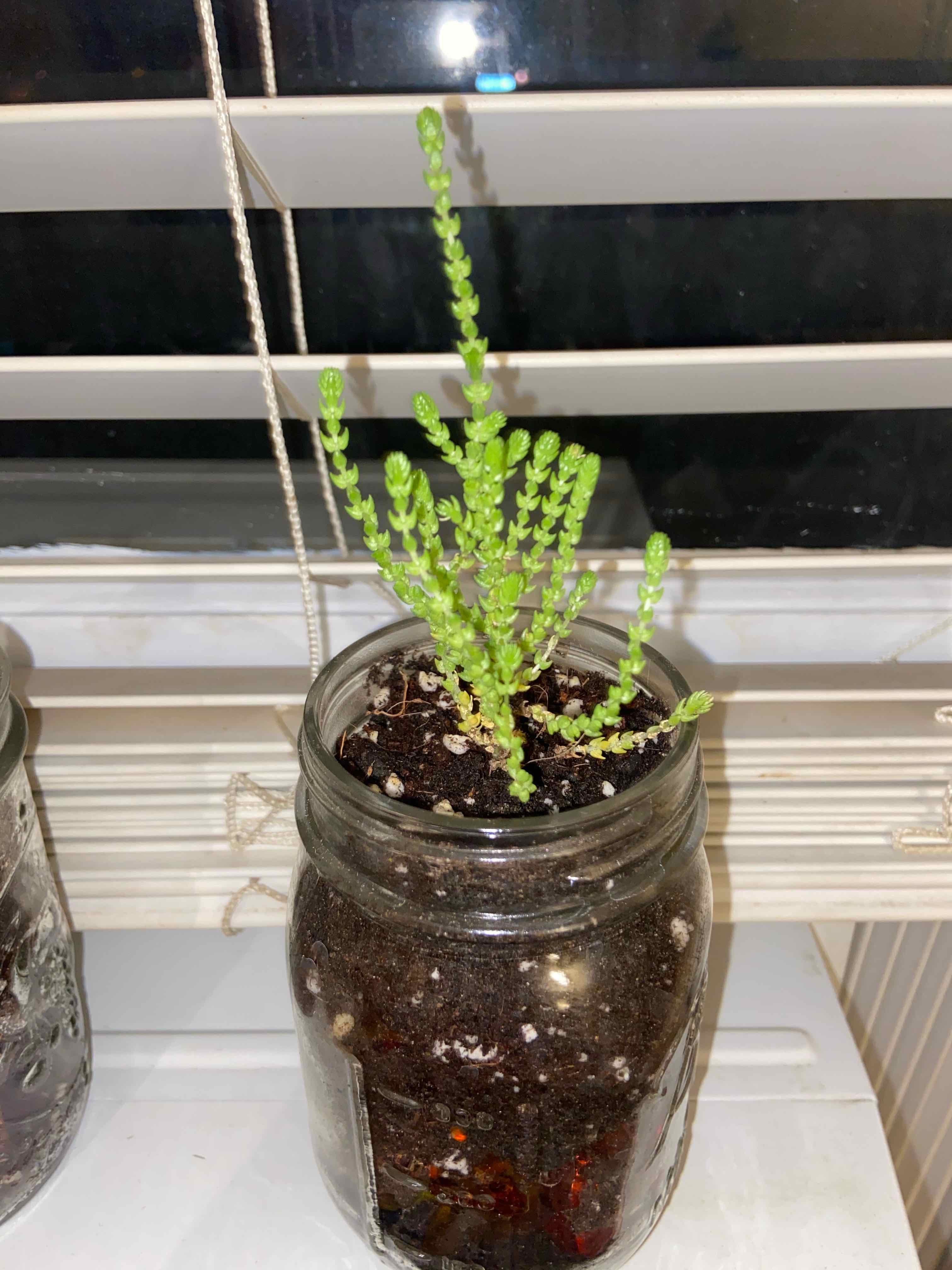 Rattail Crassula plant in a glass jar with soil, placed on a windowsill.