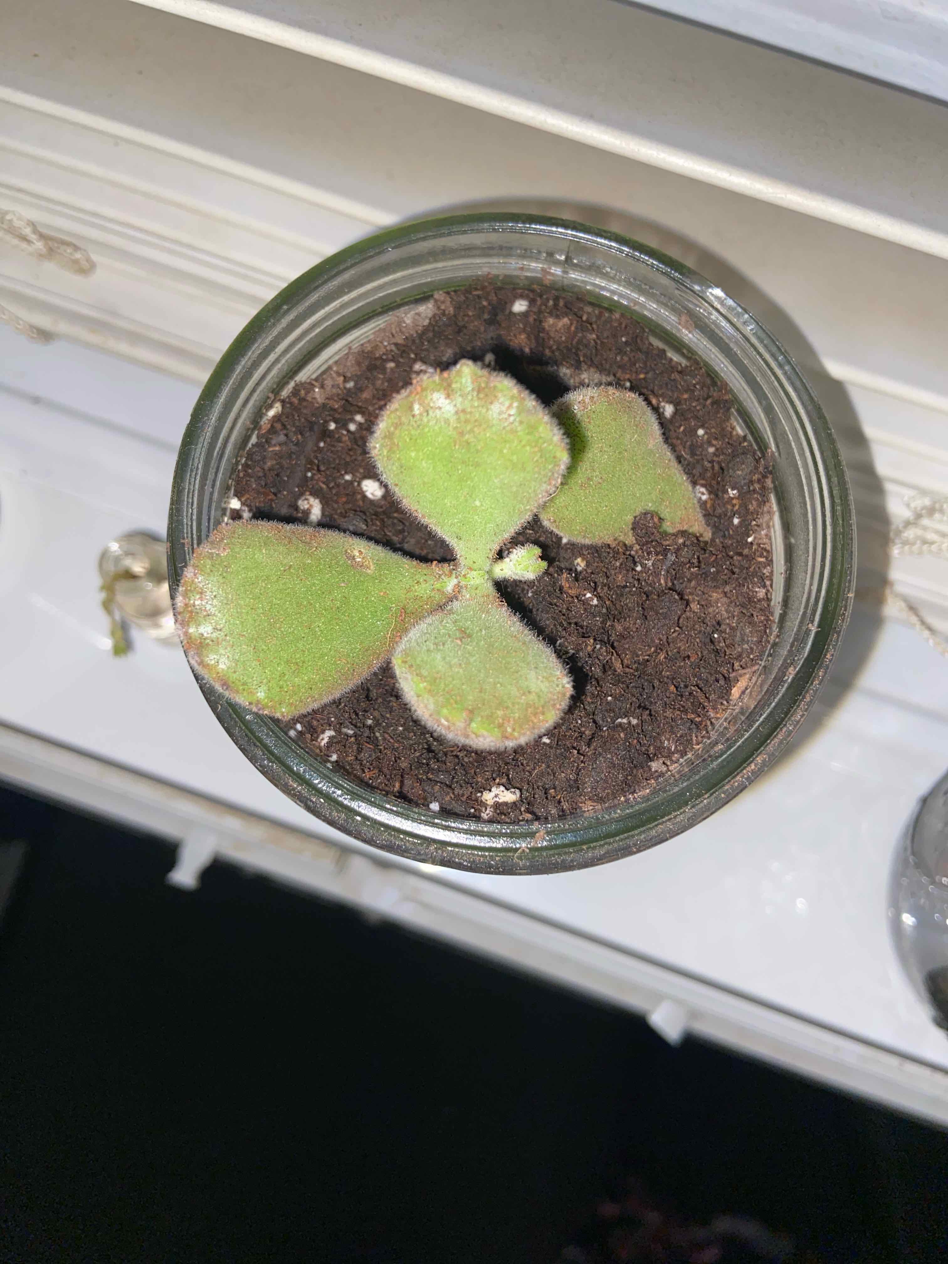 Bear's Paw plant in a pot with visible soil, showing three green fuzzy leaves.