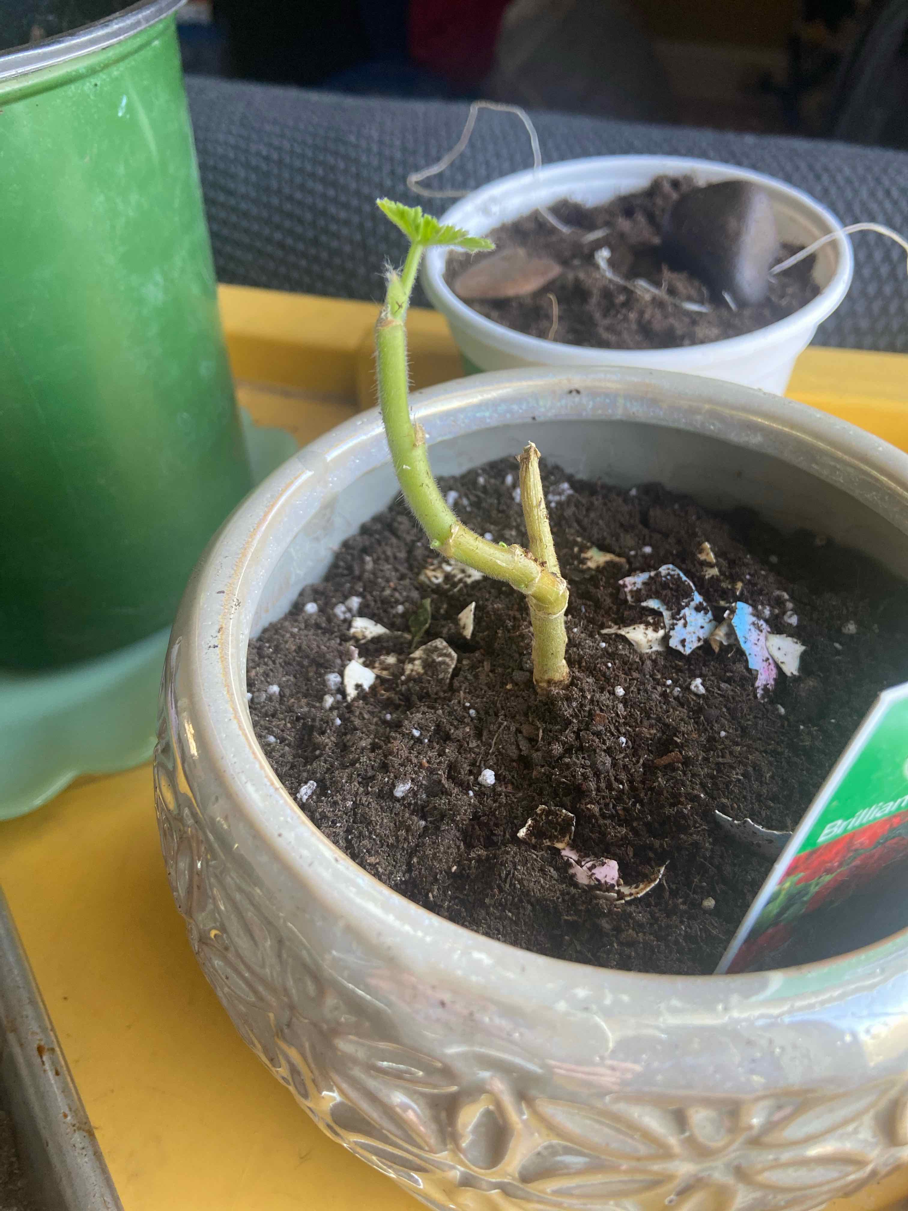 Potted Zonale Geranium plant with a single green stem and small leaves in early growth stages.
