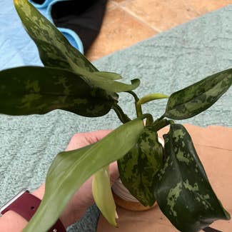 Chinese Evergreen plant in Lancaster, Pennsylvania