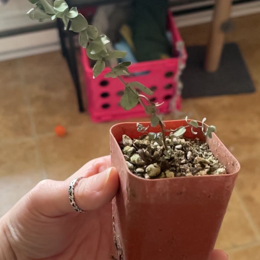 Photo of the plant species Silver Drop Eucalyptus by @EpitomeOnion named Doja Cat on Greg, the plant care app
