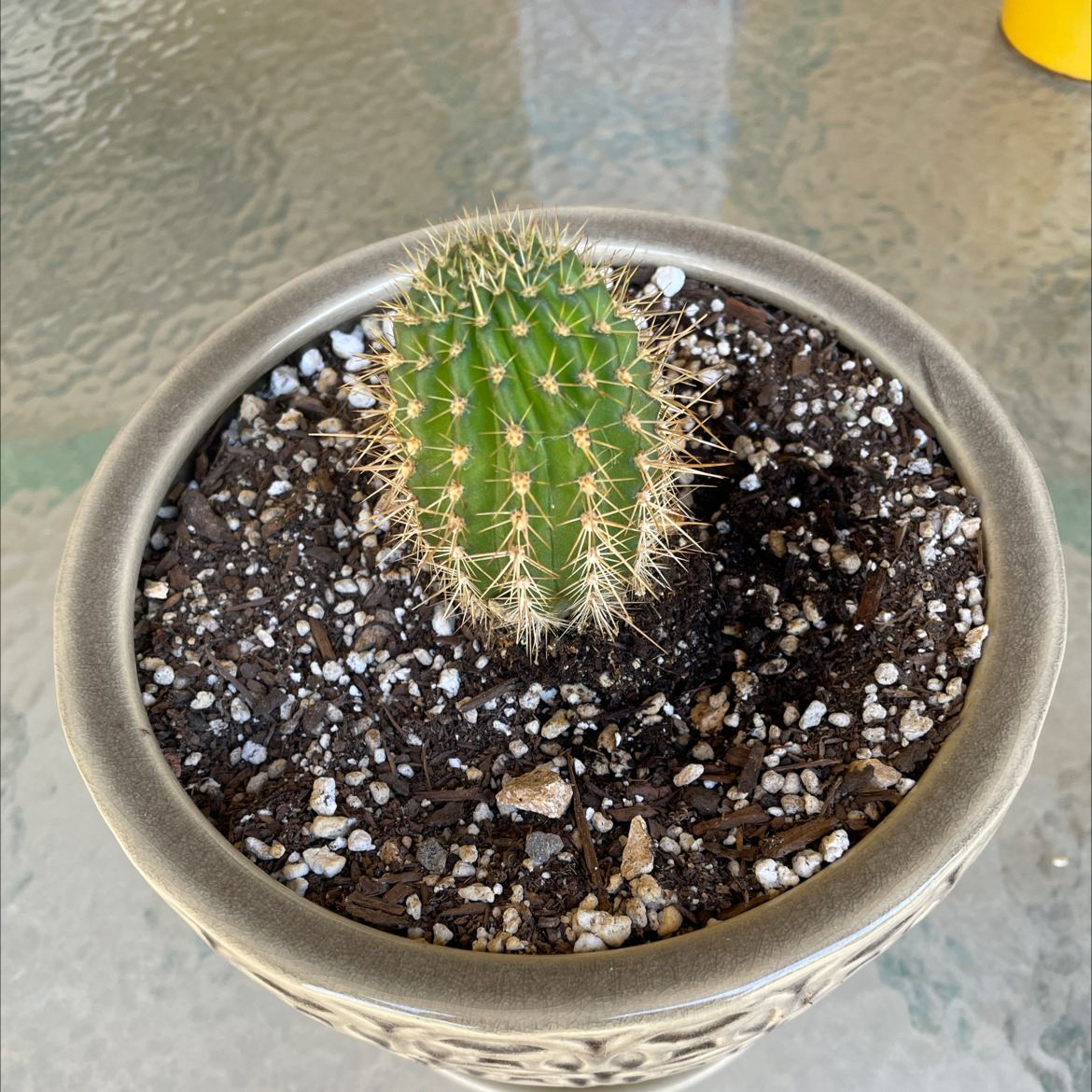 A healthy Torch Cactus in a pot with visible soil.