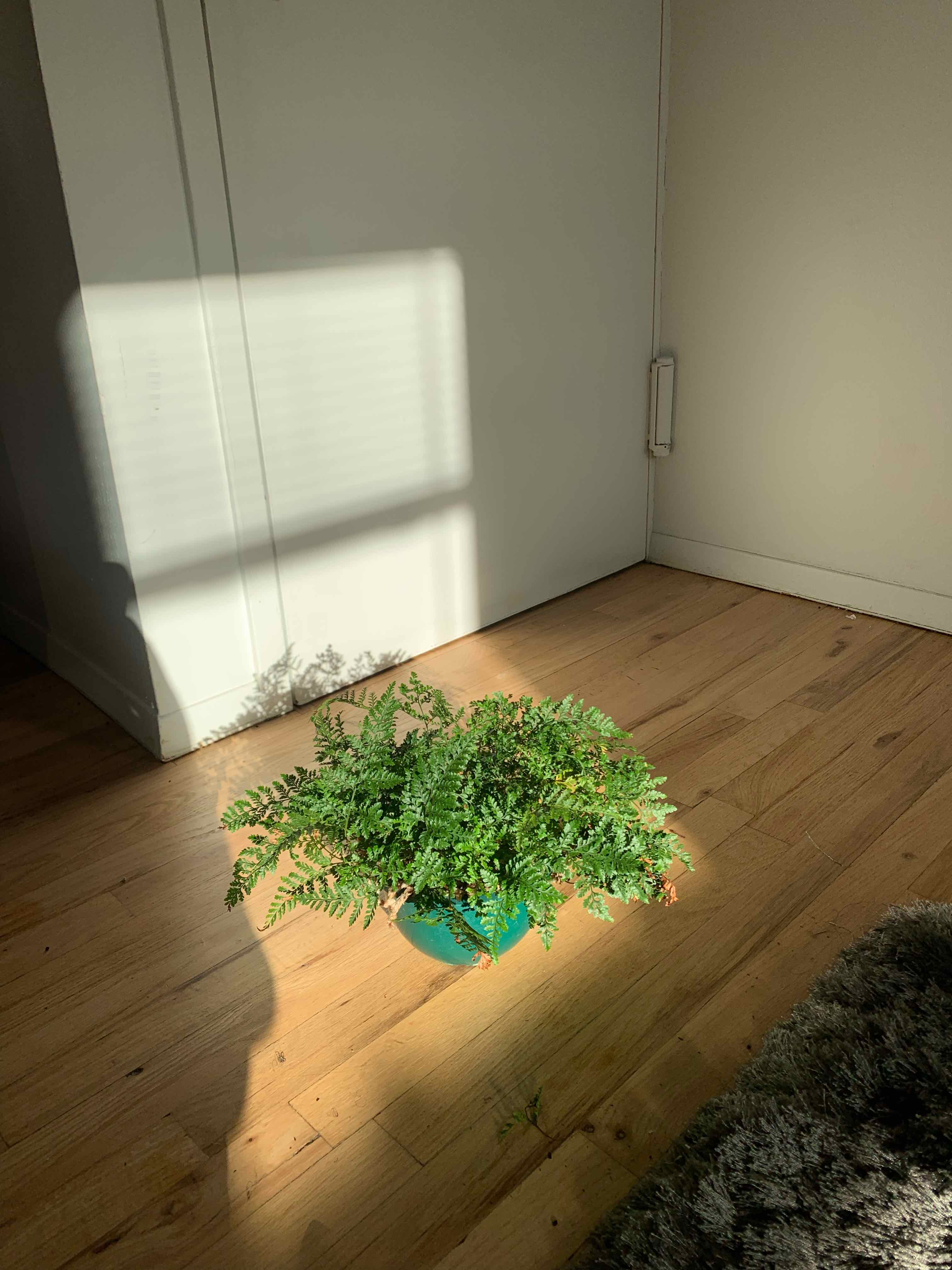 Black Rabbit's Foot Fern on a wooden floor in a well-lit room.