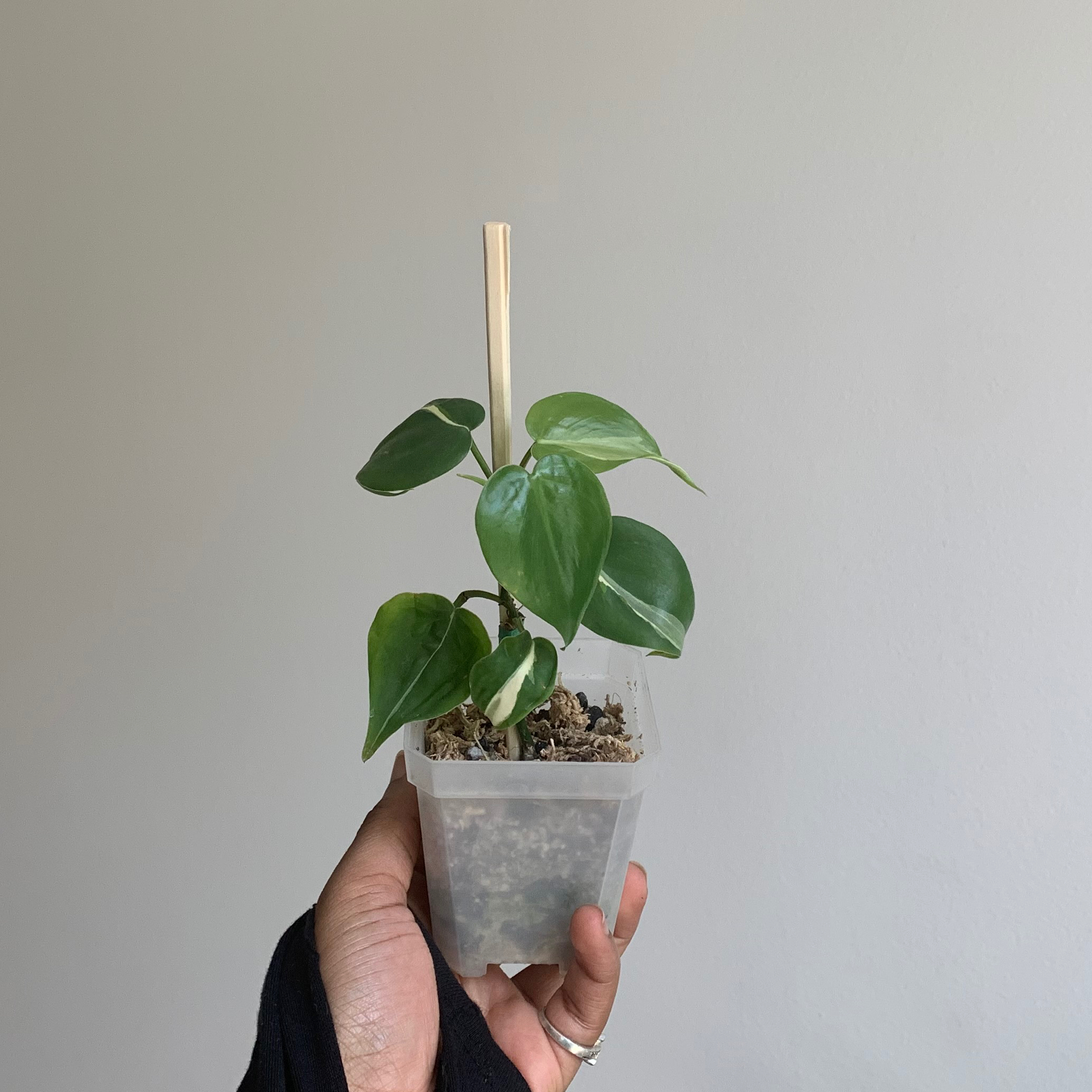 Philodendron 'Rio' plant in a transparent pot held by a hand, with visible soil.