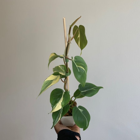 Photo of the plant species Philodendron 'Rio' by Nneka named yareli on Greg, the plant care app