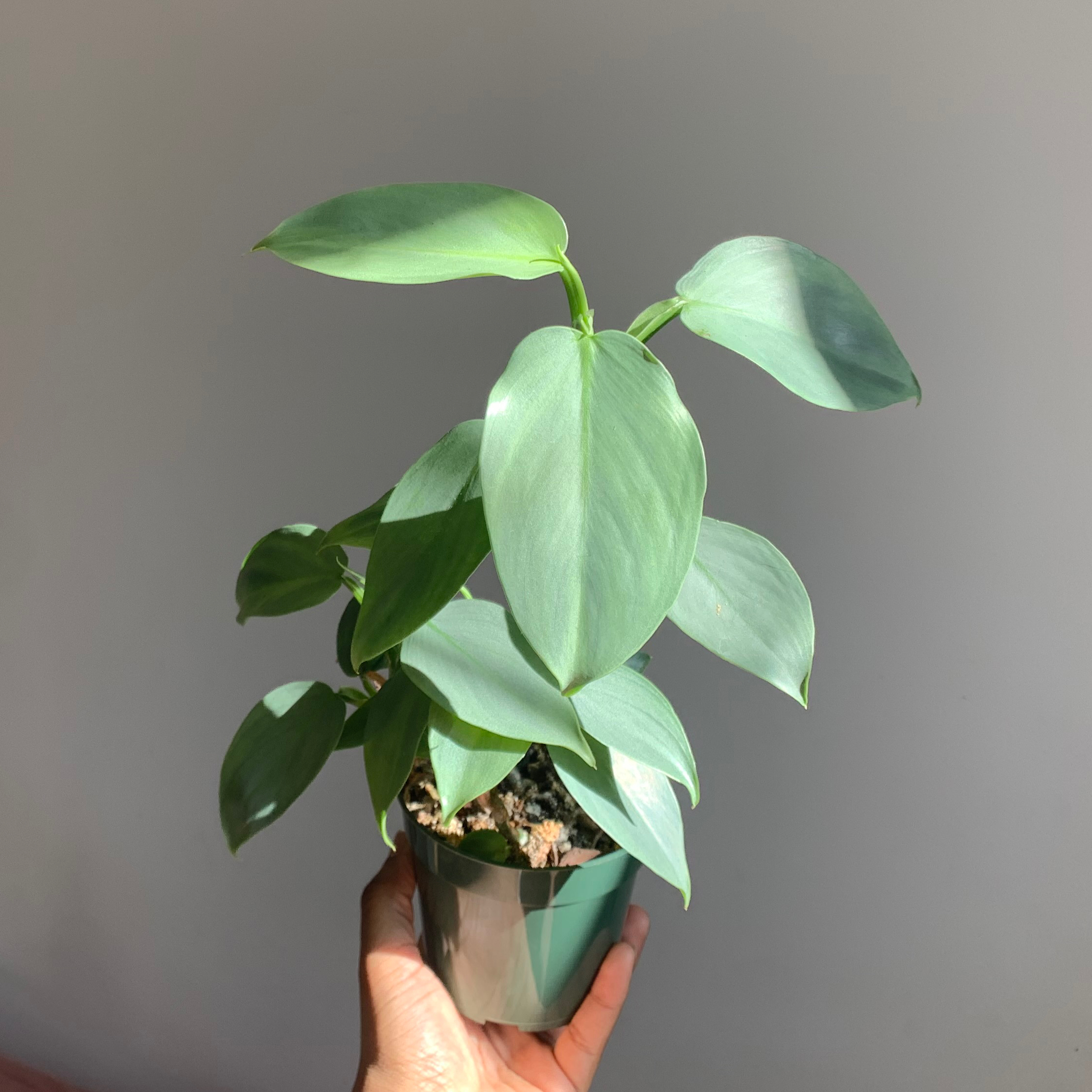 Silver Sword Philodendron in a small pot held by a hand, healthy leaves.