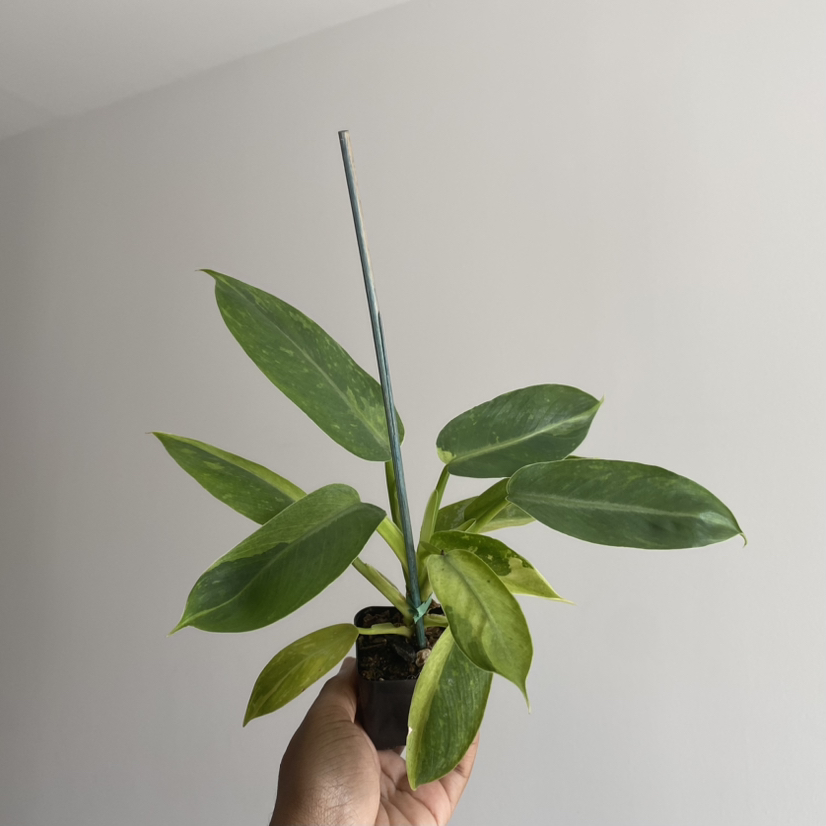 Philodendron 'Jose Buono' plant with some yellowing leaves, held by a hand.