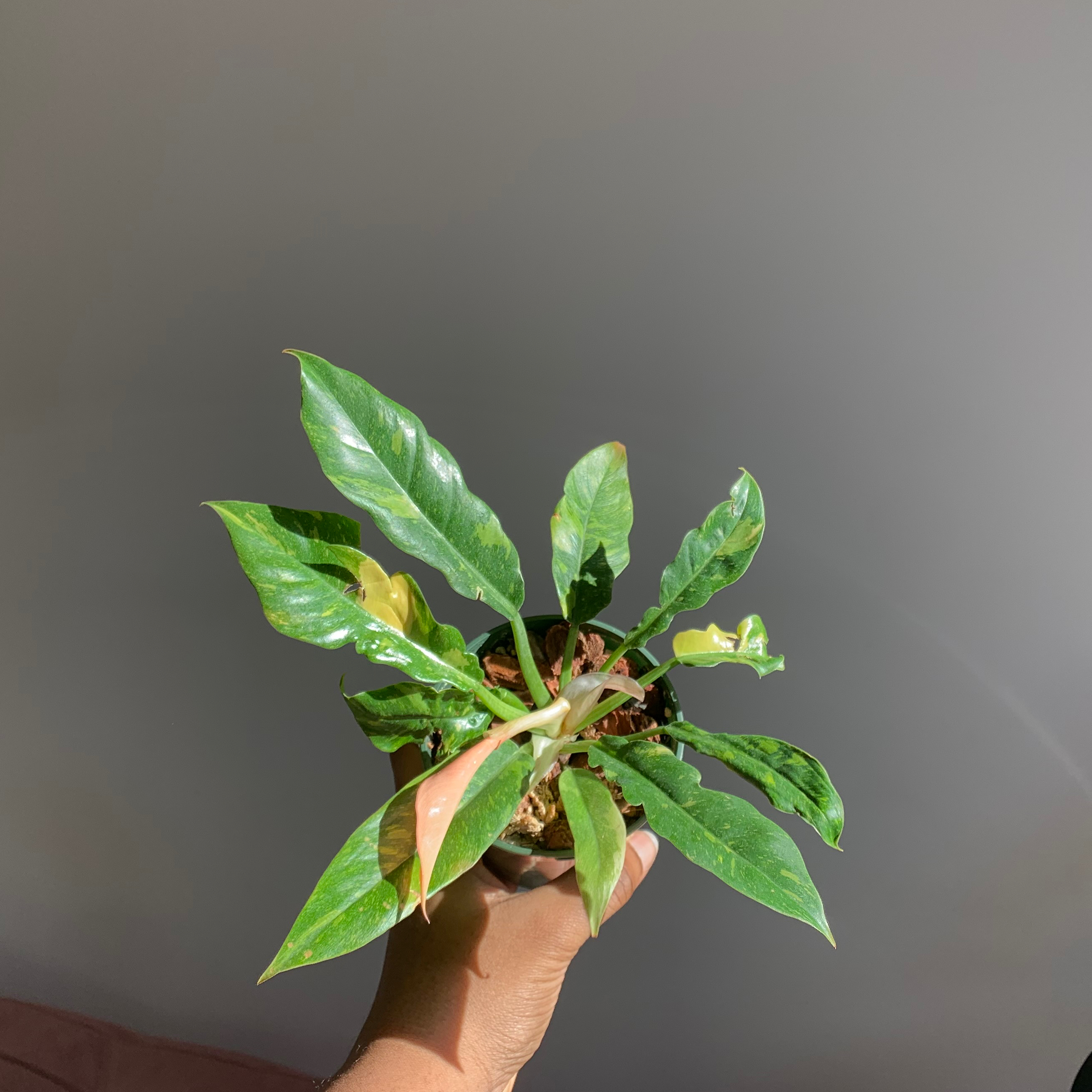 Philodendron 'Ring of Fire' plant held by a hand, with slight yellowing on one leaf.