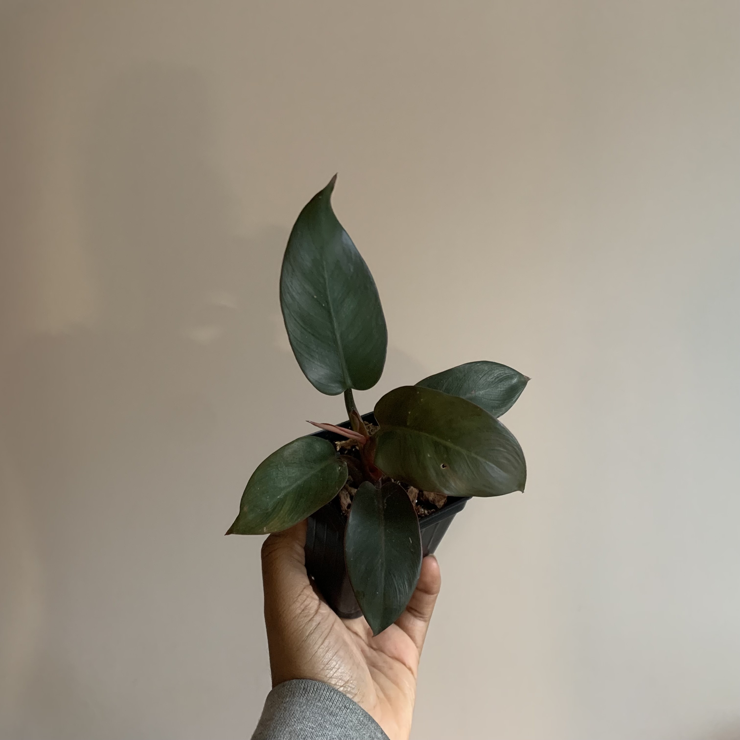 Philodendron 'Black Cardinal' plant held by a hand, dark green leaves, healthy appearance.