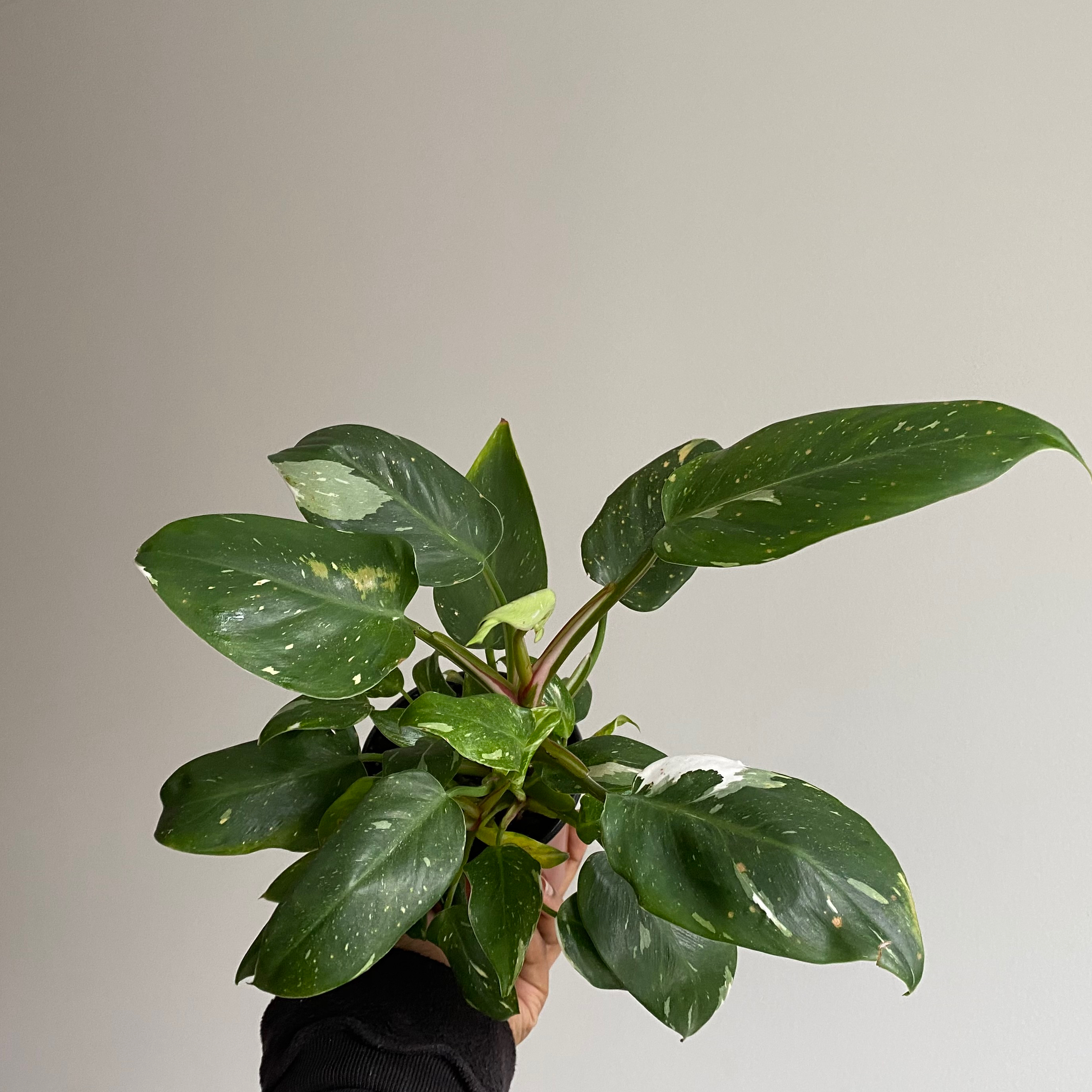 Philodendron 'White Princess' plant with variegated leaves held up by a hand.