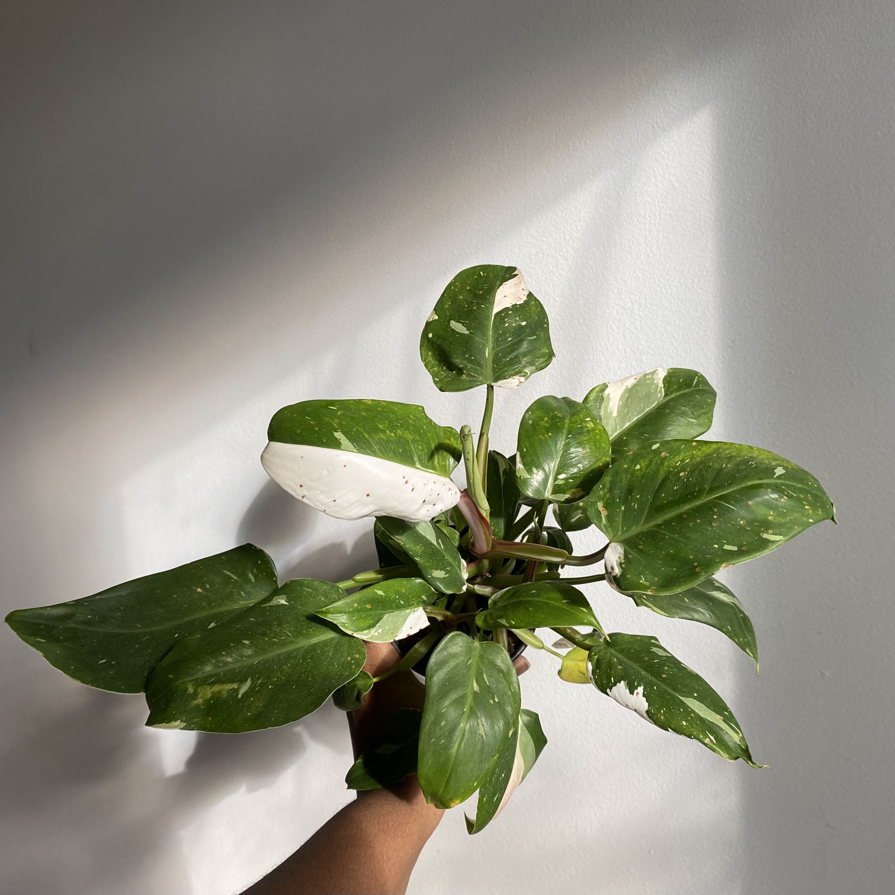 Philodendron 'White Princess' plant with variegated leaves held by a hand.