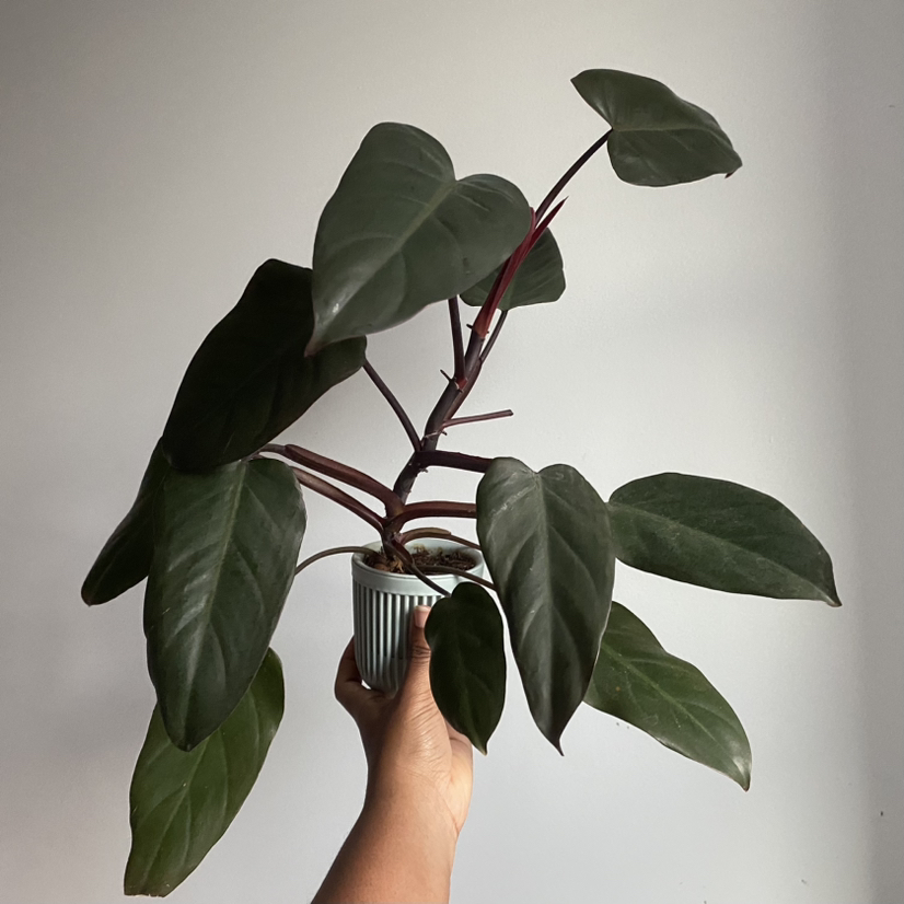 Philodendron Dark Lord plant with dark green leaves held by a hand.