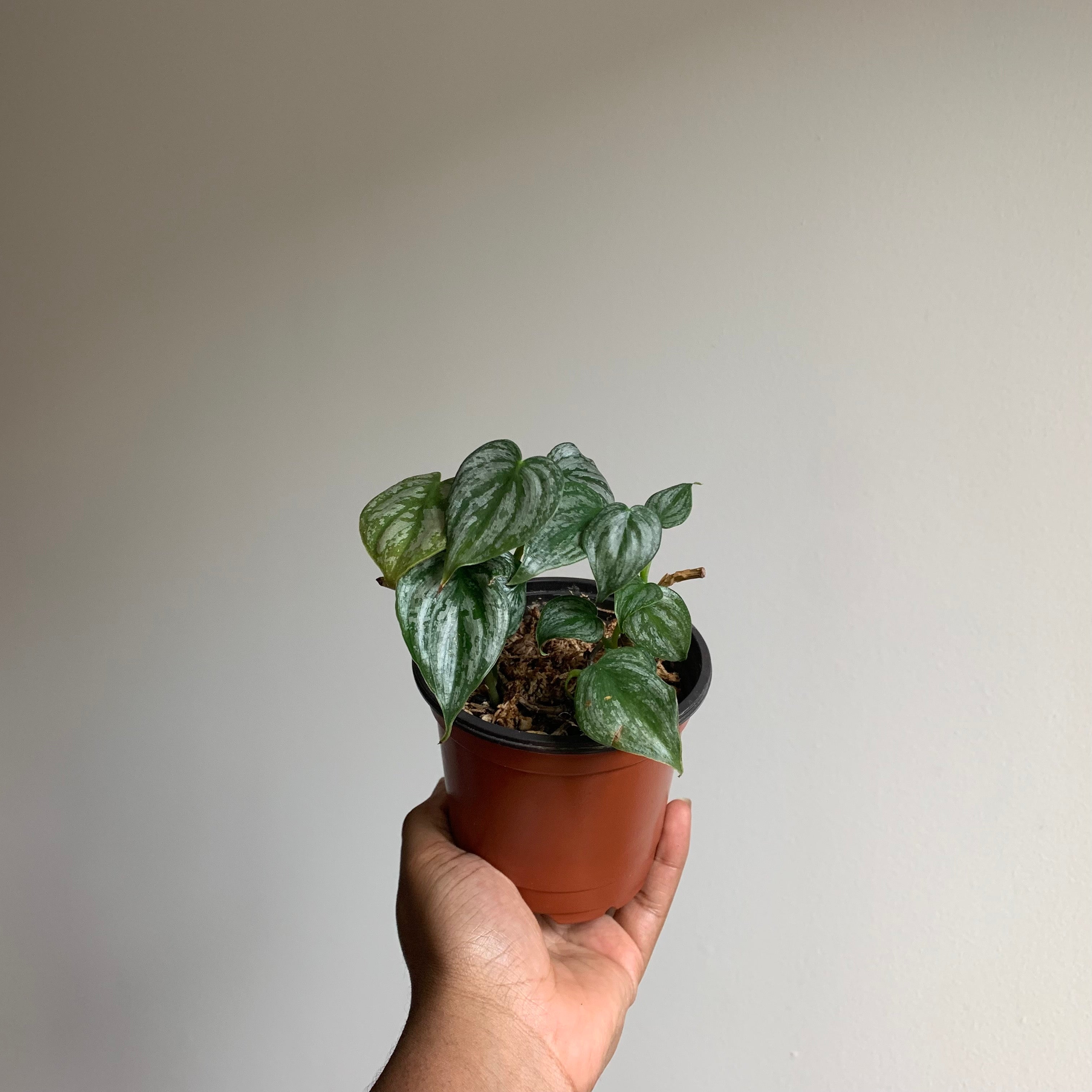 How to Propagate Your Silver Leaf Philodendron