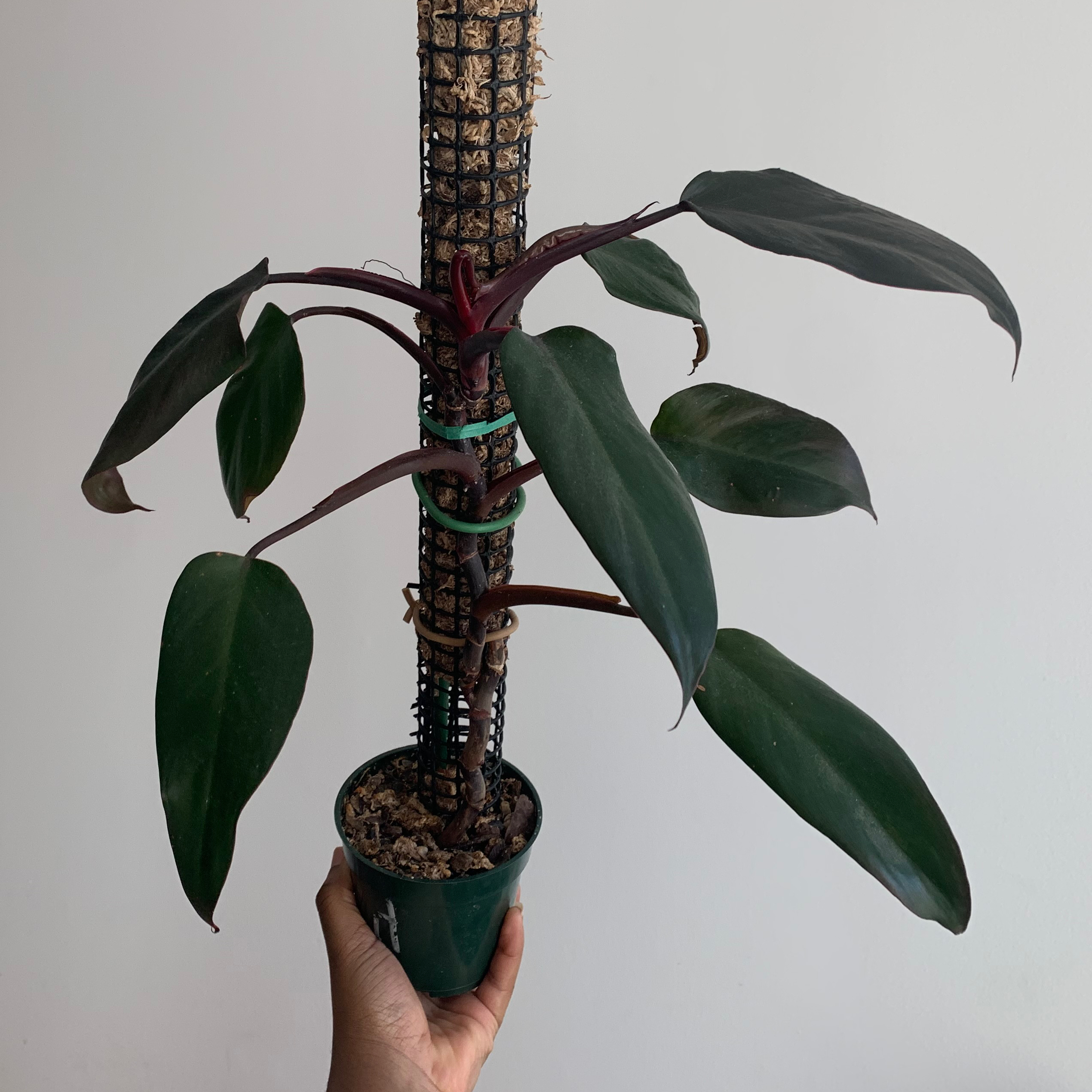 Photo of the plant species Royal Queen Philodendron by @nneka named adore on Greg, the plant care app