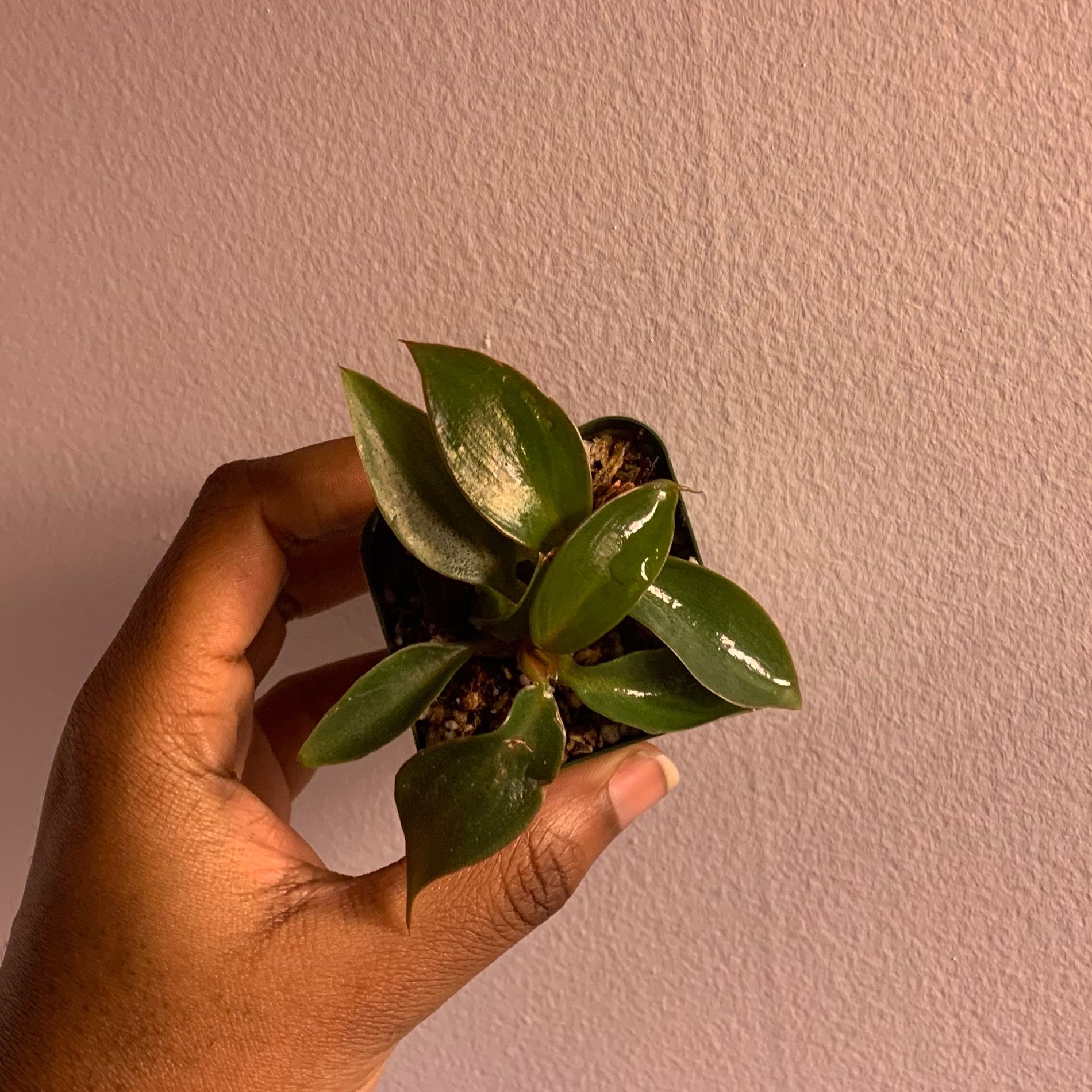 A healthy Royal Queen Philodendron plant with glossy green leaves held by a hand.