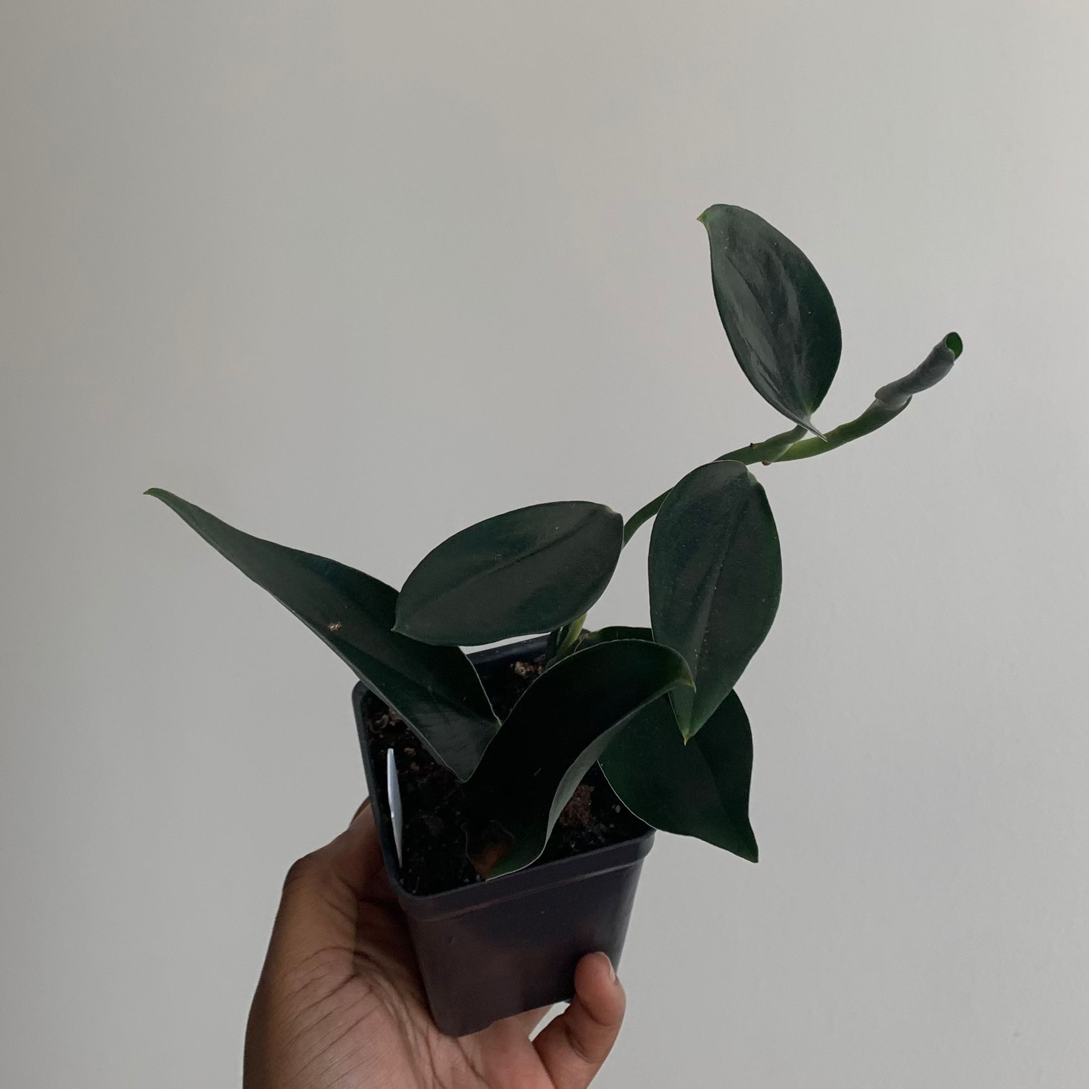 Scindapsus treubii 'Dark Form' plant with dark green leaves held in a hand.