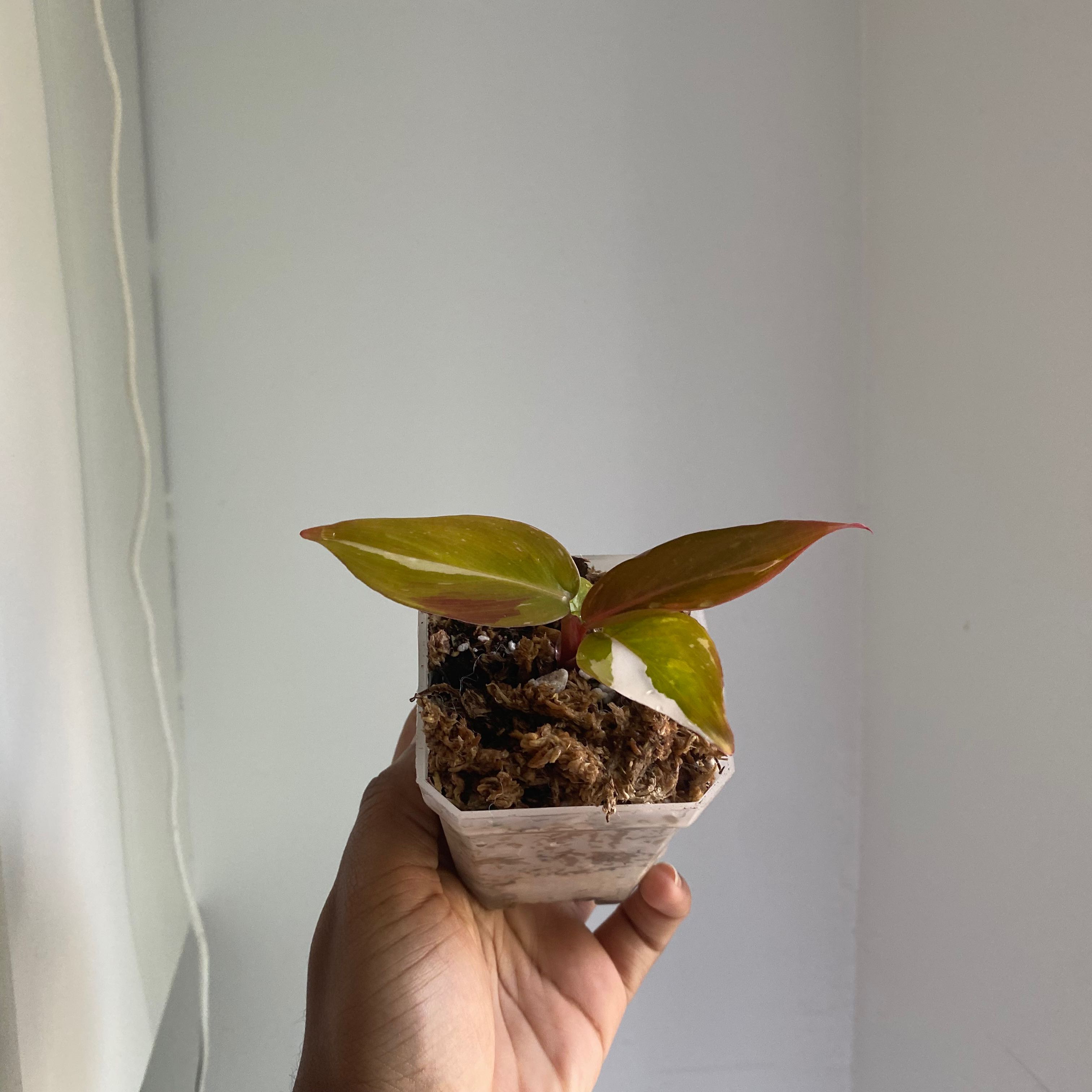 Philodendron Red Anderson plant held by a hand in a small pot with visible soil.