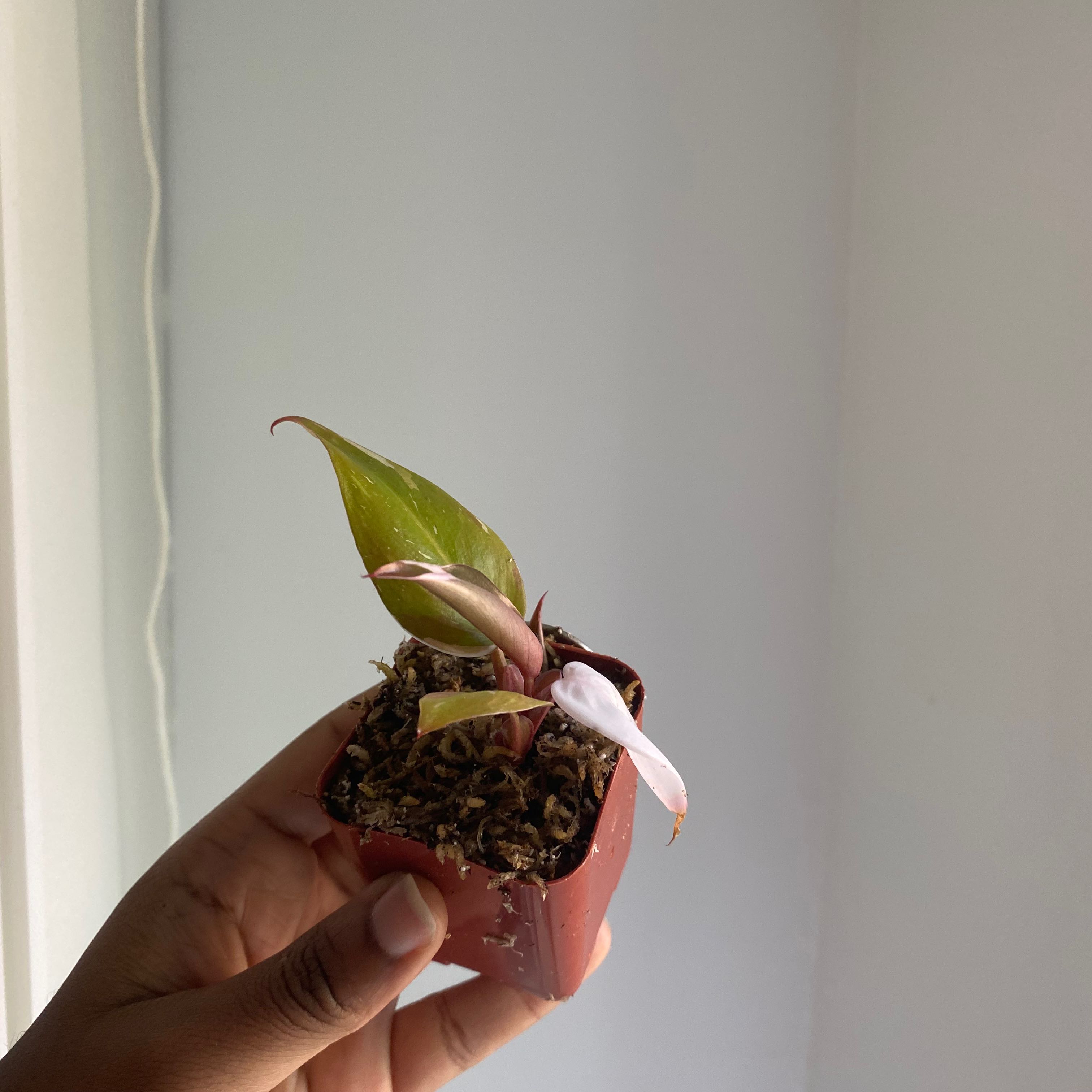Philodendron Red Anderson plant in a small pot held by a hand.