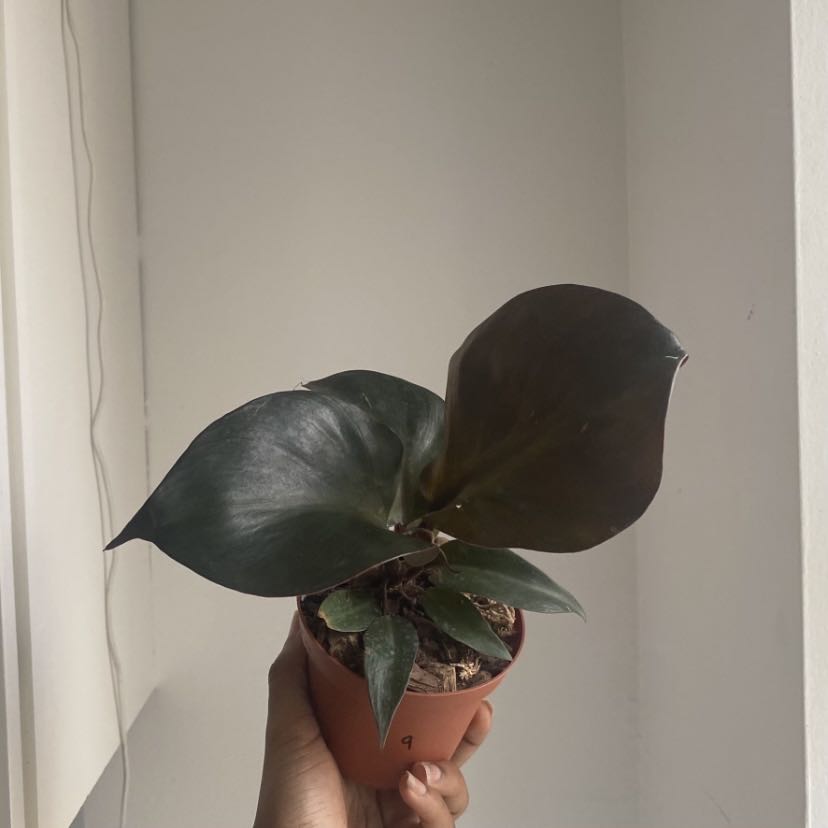 Photo of the plant species Philodendron Red Heart by @nneka named solo on Greg, the plant care app