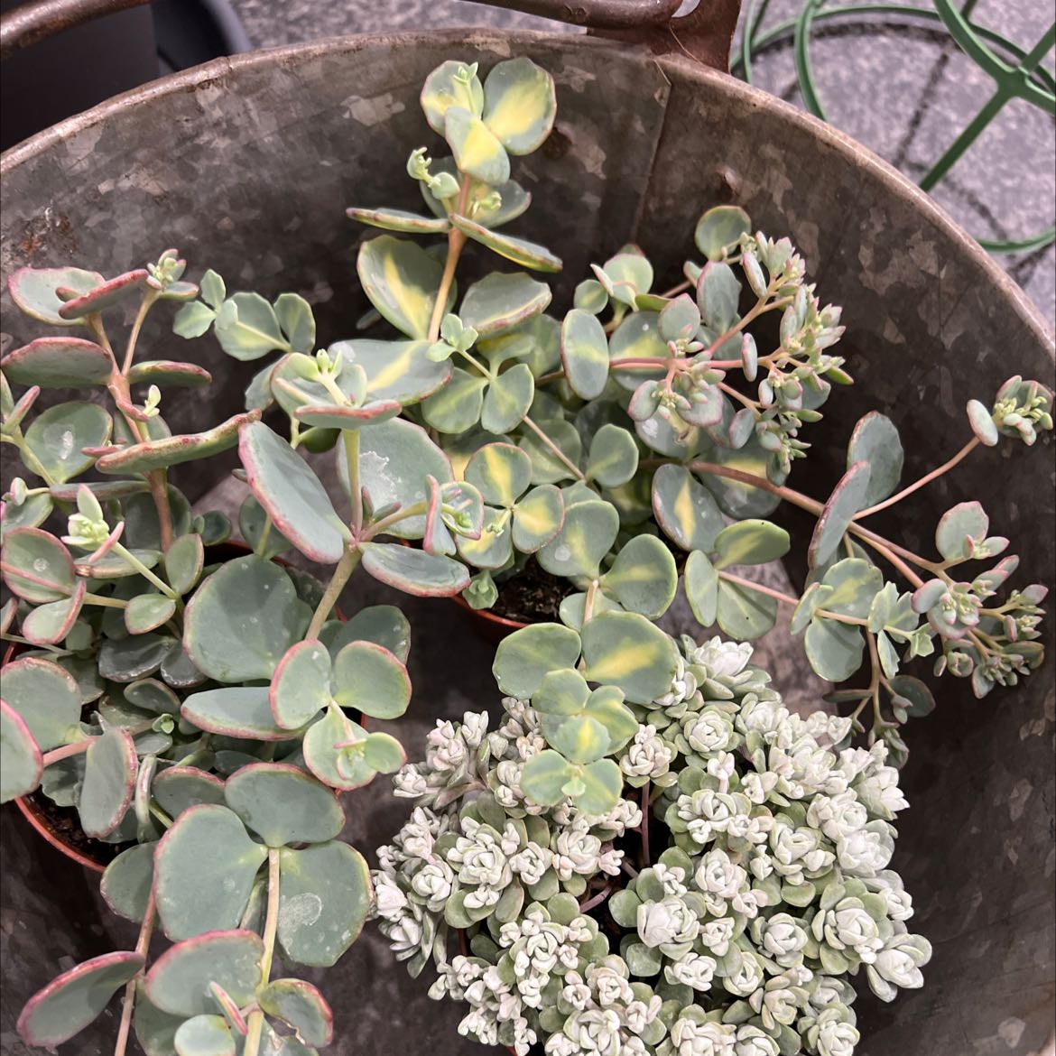October Daphne plant with fleshy, rounded leaves and clusters of small, white flowers in a metal container.
