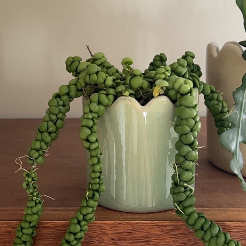 Photo of the plant species Dragon Jade Dischidia by @LastingBlueelf named Drake on Greg, the plant care app