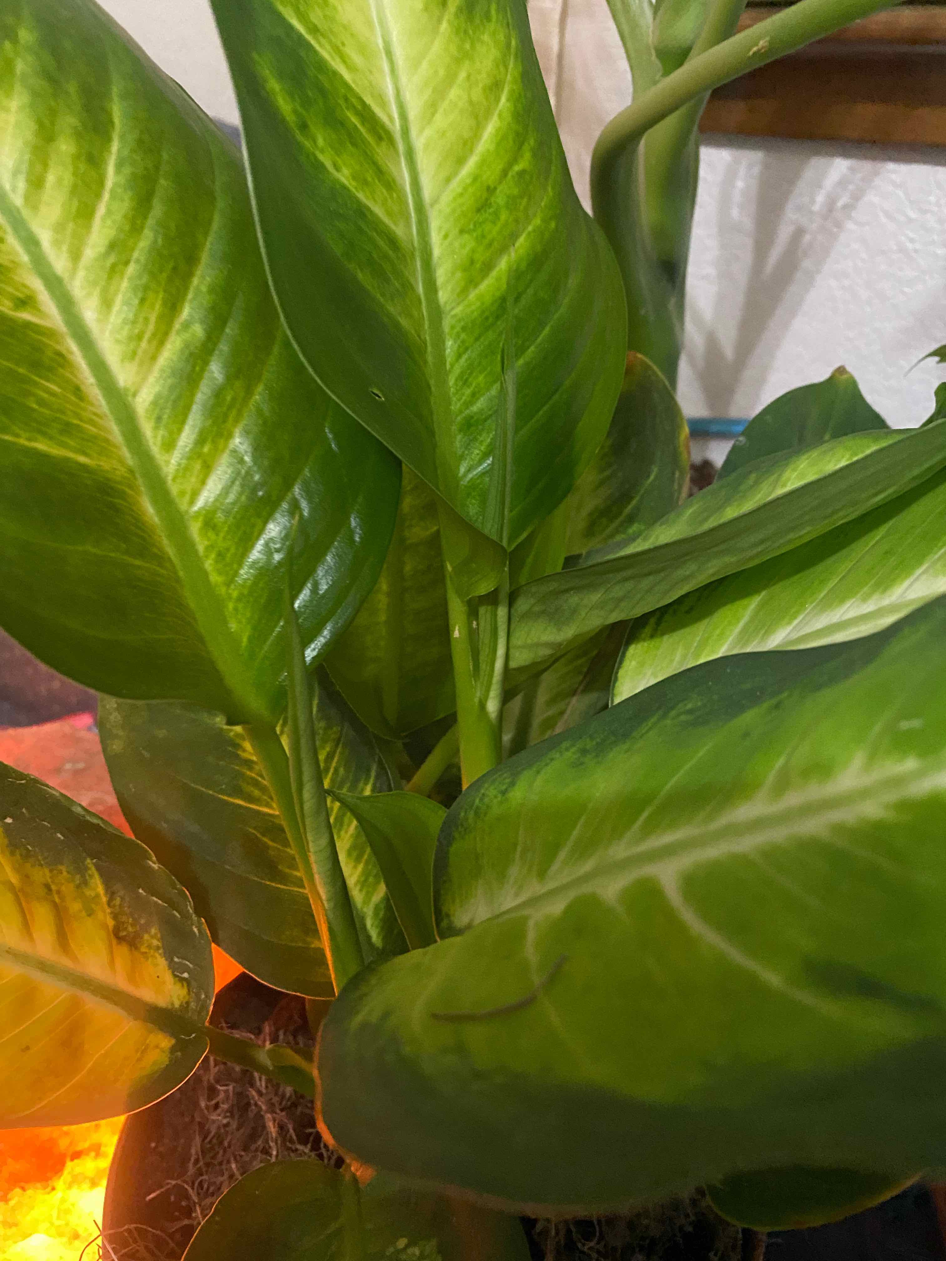 Dieffenbachia 'Tropic Marianne' plant with vibrant green leaves, well-framed and healthy.