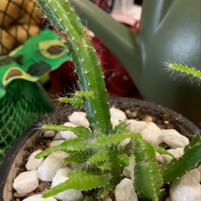 Lady-Finger Hedgehog Cactus in a pot with white stones, appears healthy.