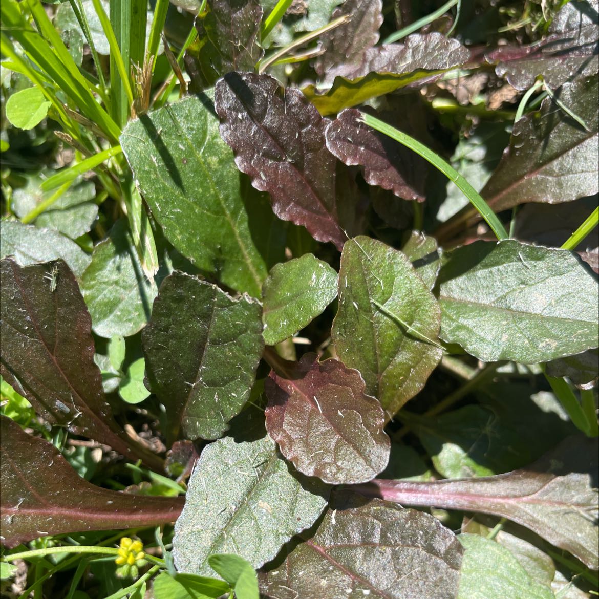 Close-up of a Blue Bugle plant with healthy green and reddish-purple leaves.