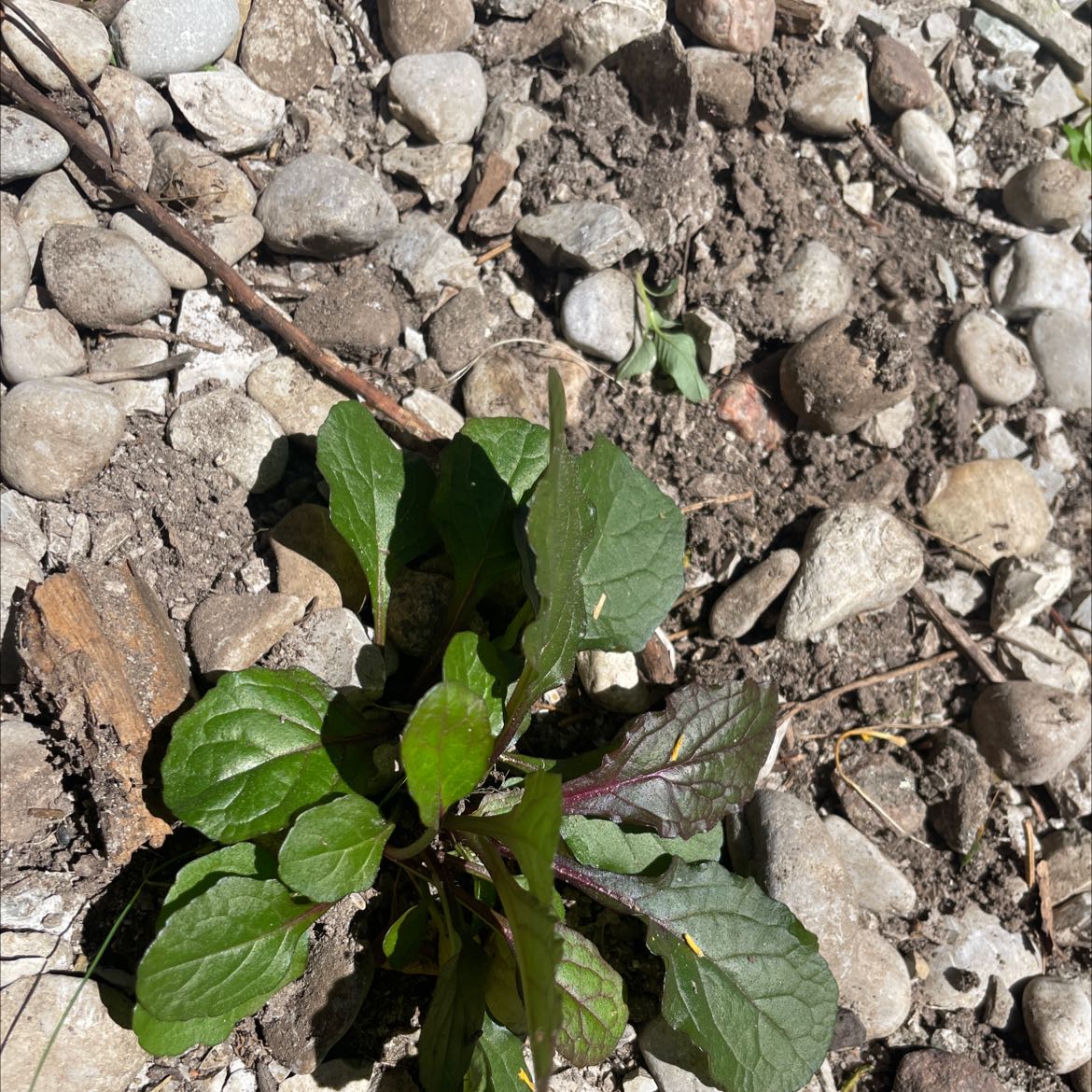 Blue Bugle plant with green and purplish leaves growing among rocks and soil.