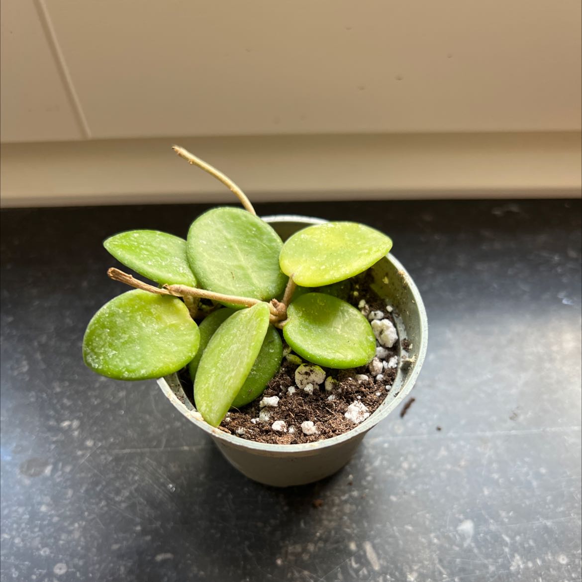 Potted Hoya 'Mathilde' plant with some yellowing leaves.