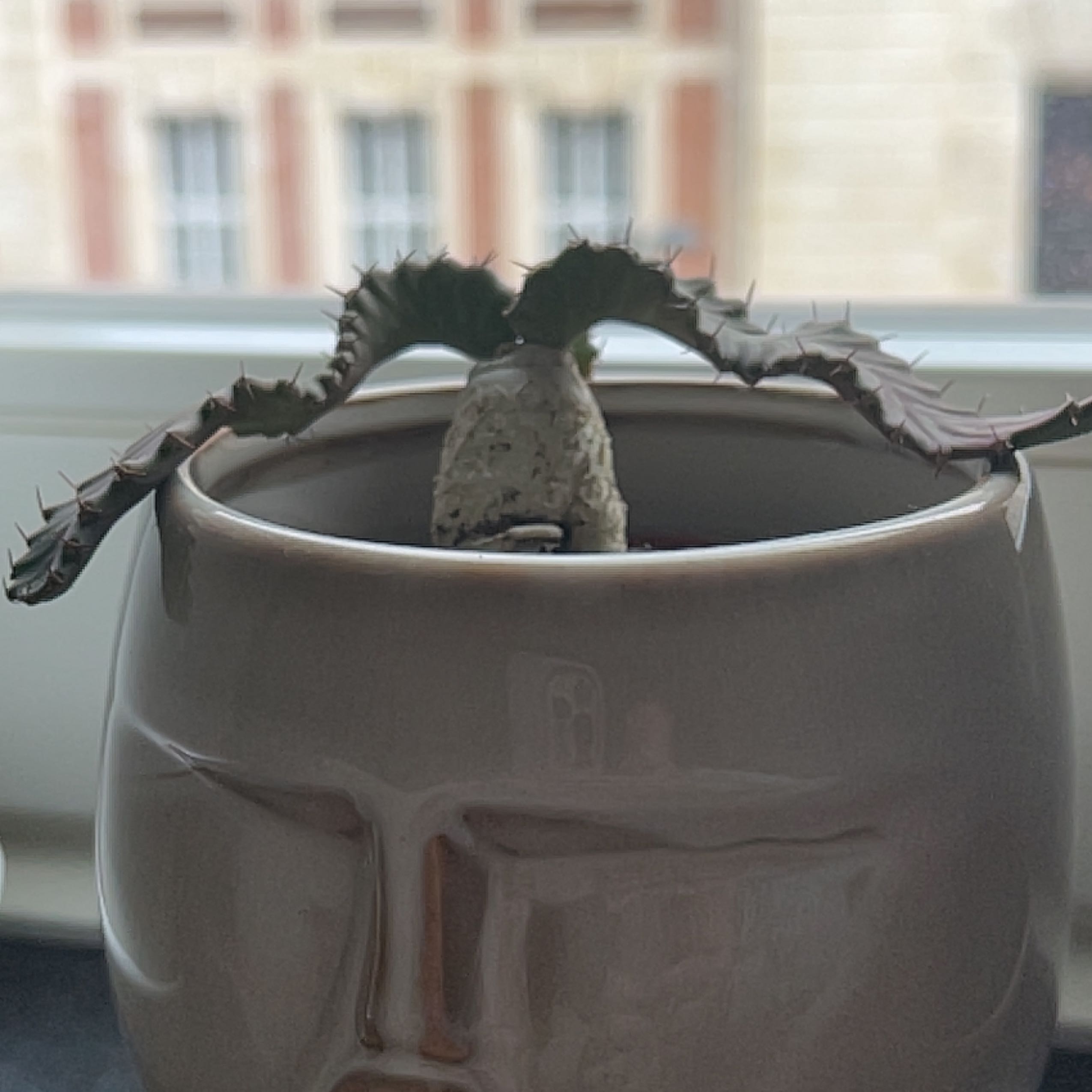 Photo of the plant species medusa euphorbia by @rosmopolitan named Chikorita on Greg, the plant care app