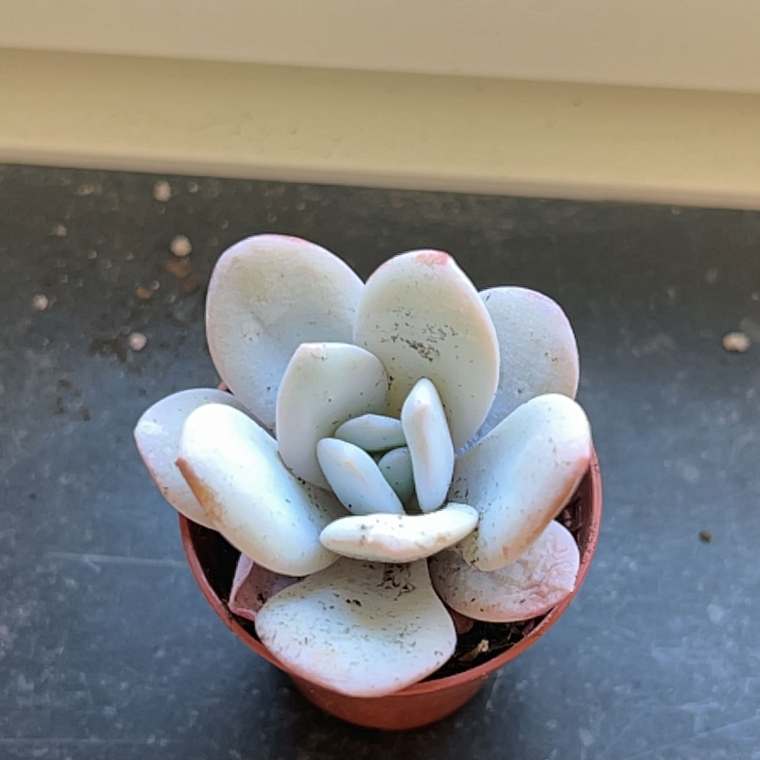 Echeveria laui plant in a small pot with thick, fleshy leaves.