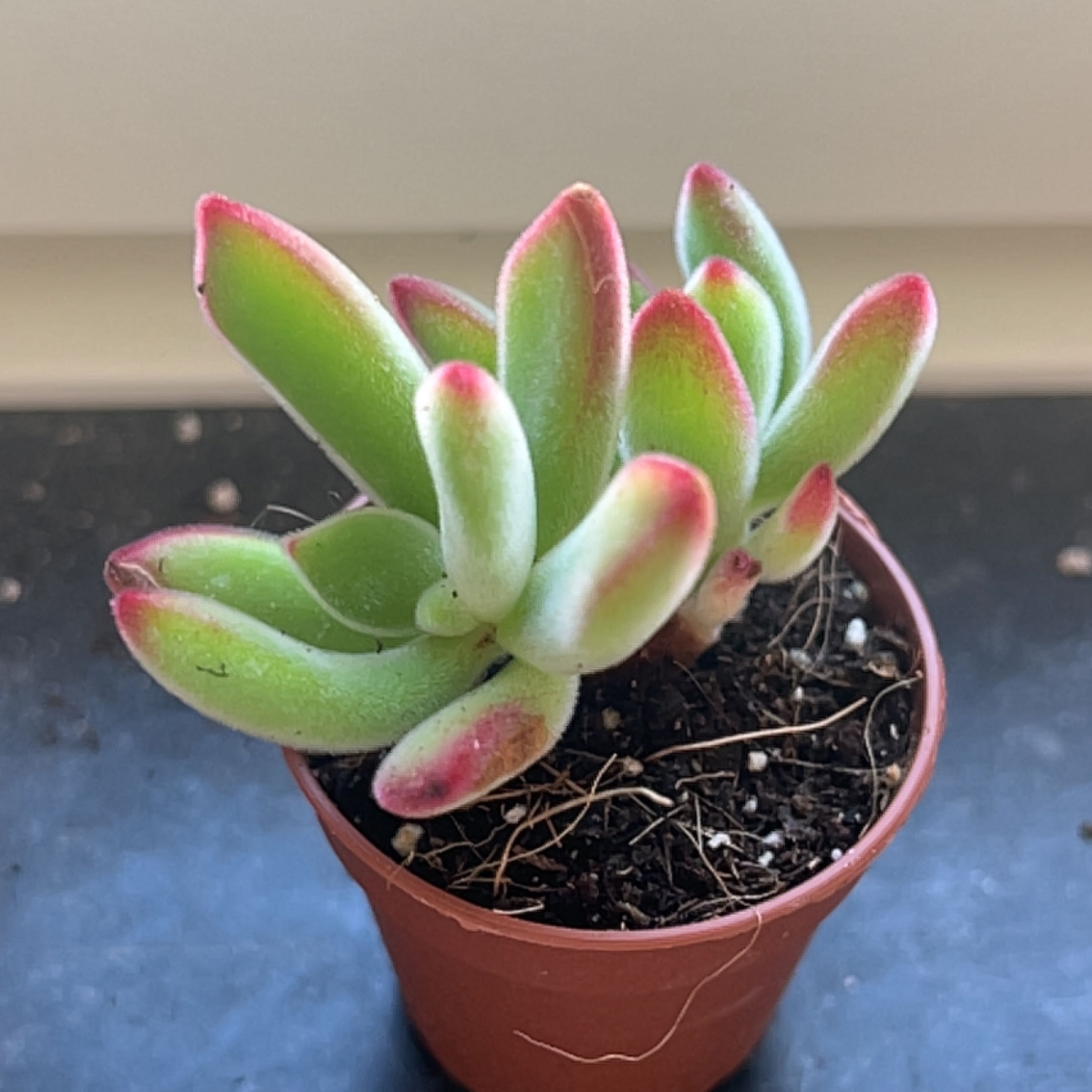 A healthy Plush Plant in a small pot with green leaves and red tips.