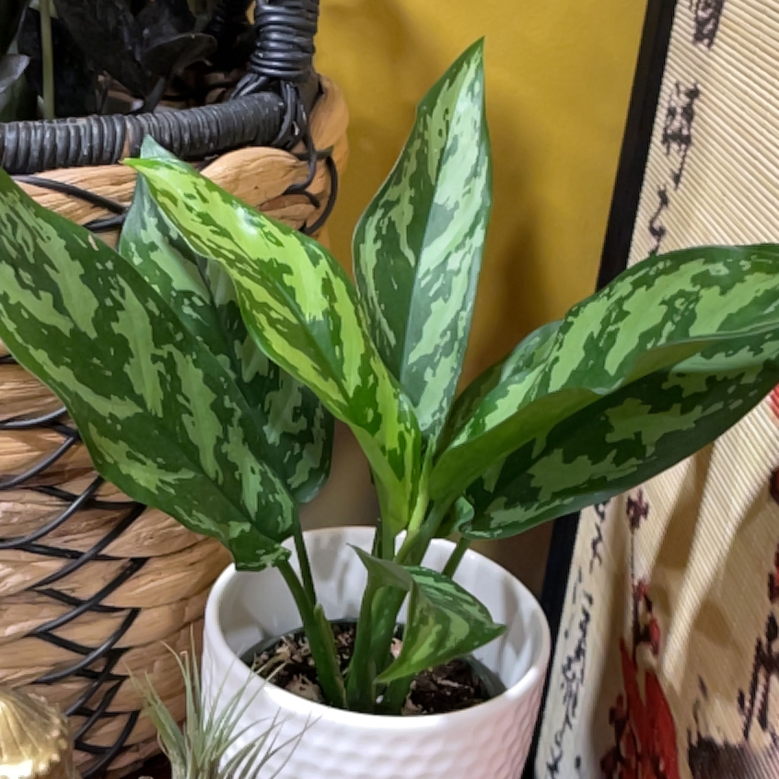 Photo of the plant species Chinese Evergreen Mary Ann by @CrowsMyth named Chinese Evergreen Mary Ann on Greg, the plant care app