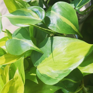Heartleaf Philodendron plant in Lawrenceville, Georgia
