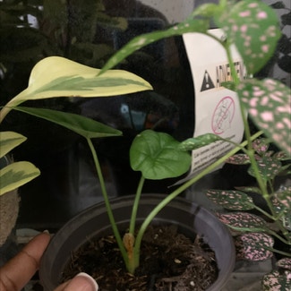 Alocasia 'Dragon Scale' plant in Lawrenceville, Georgia