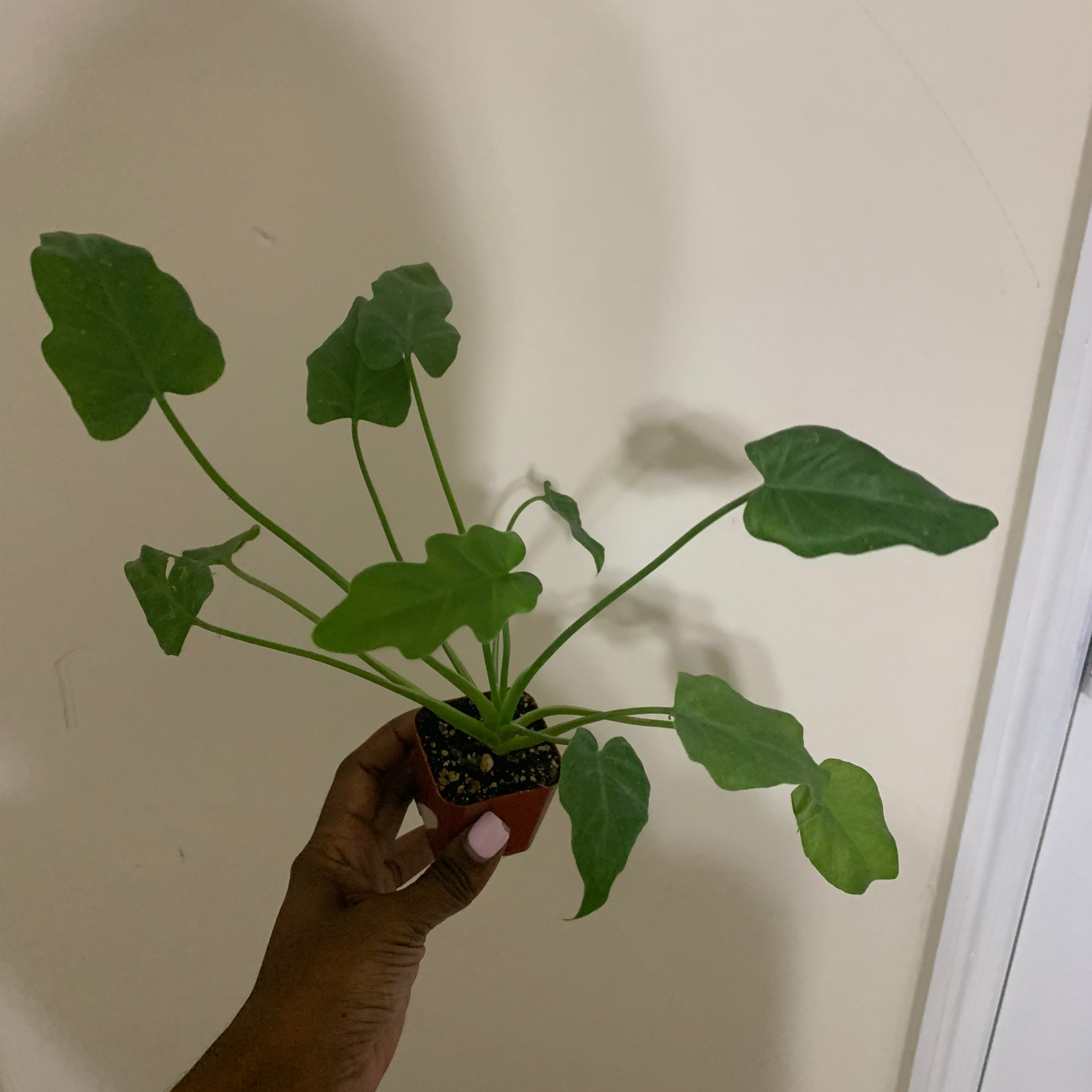 Photo of the plant species Philodendron Deja Vu by @BunnyMummy named Phil on Greg, the plant care app