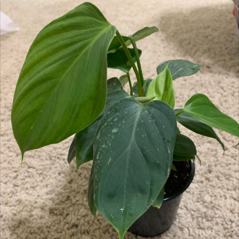 Photo of the plant species Philodendron 'Fuzzy Petiole' by @BunnyMummy named Sol on Greg, the plant care app