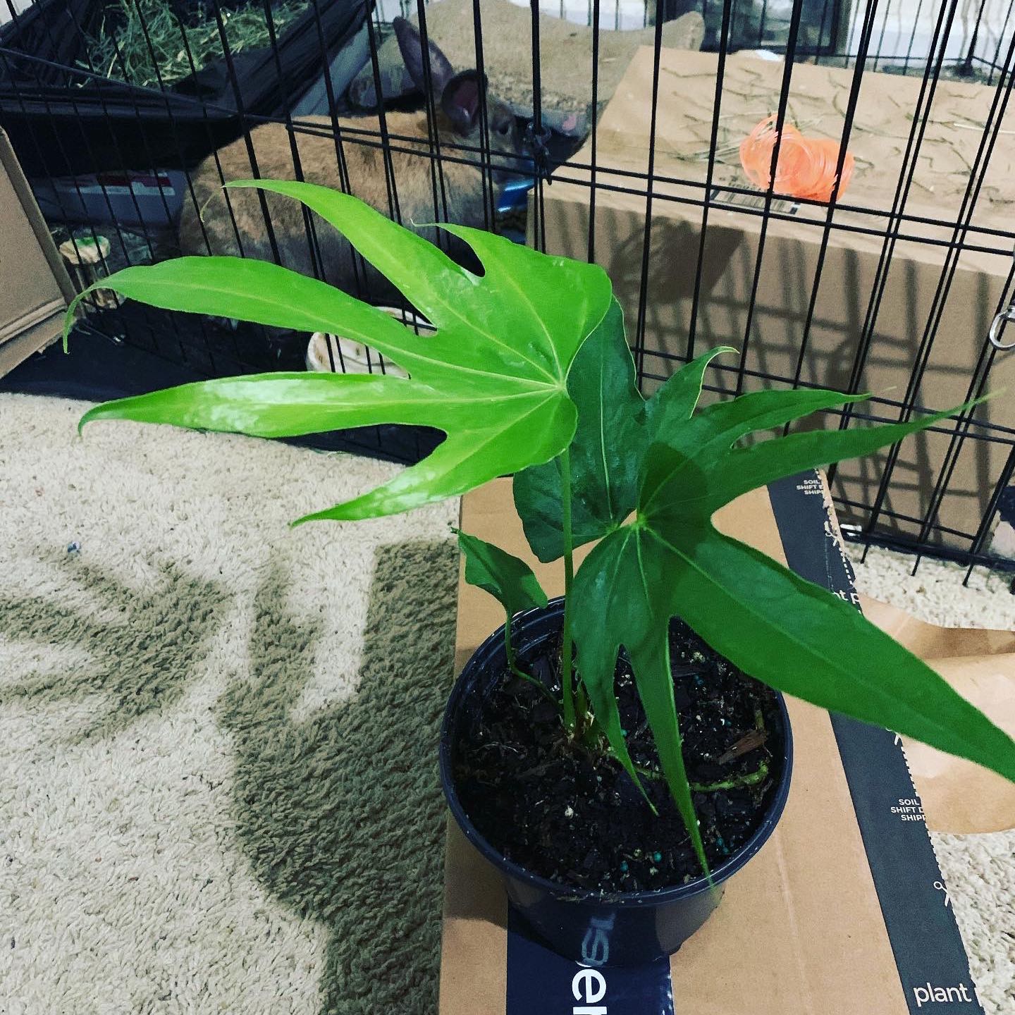 Potted Anthurium Fingers plant with healthy green leaves indoors on a cardboard surface.