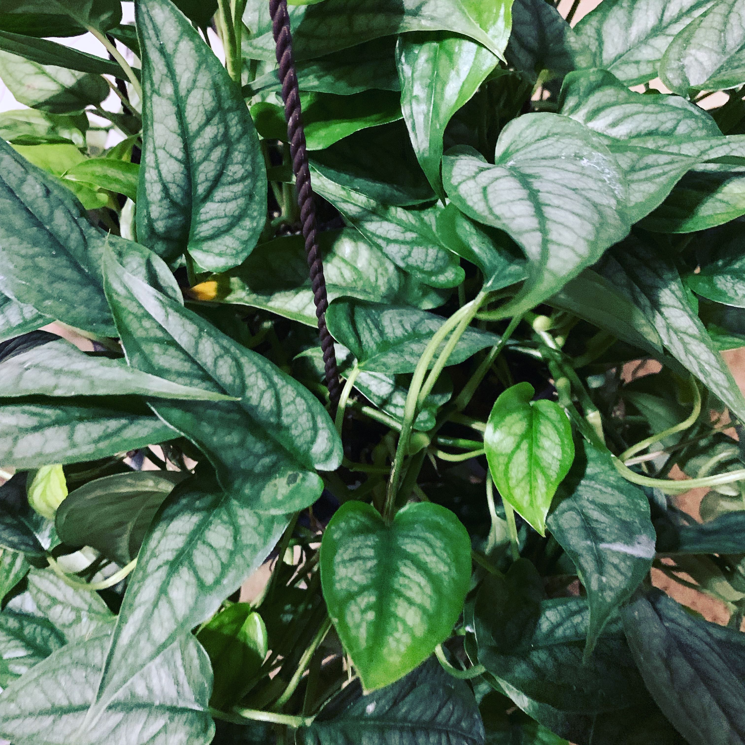 Monstera siltepecana plant with healthy green leaves and characteristic vein patterns.