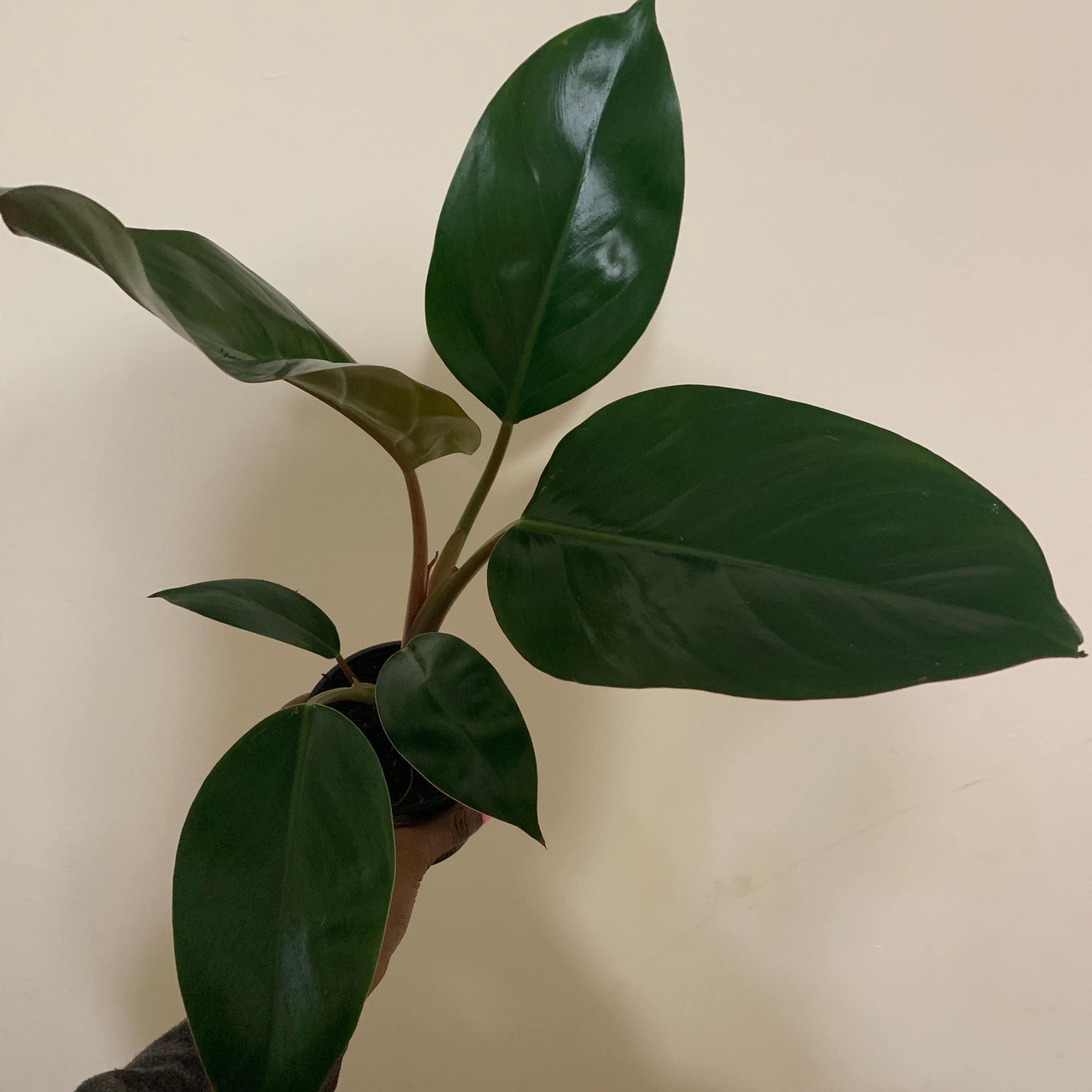 Philodendron 'Black Cardinal' with dark green leaves, held by a hand.