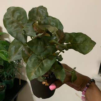 Syngonium 'Maria Allusion' plant in Lawrenceville, Georgia
