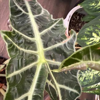Alocasia Polly Plant plant in Fort Payne, Alabama