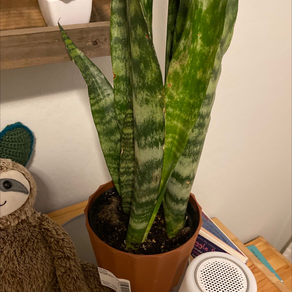 Black Coral Snake Plant in a brown pot with green variegated leaves.