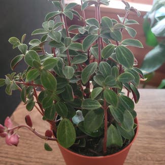 Peperomia Red Log plant in Clawson, Michigan